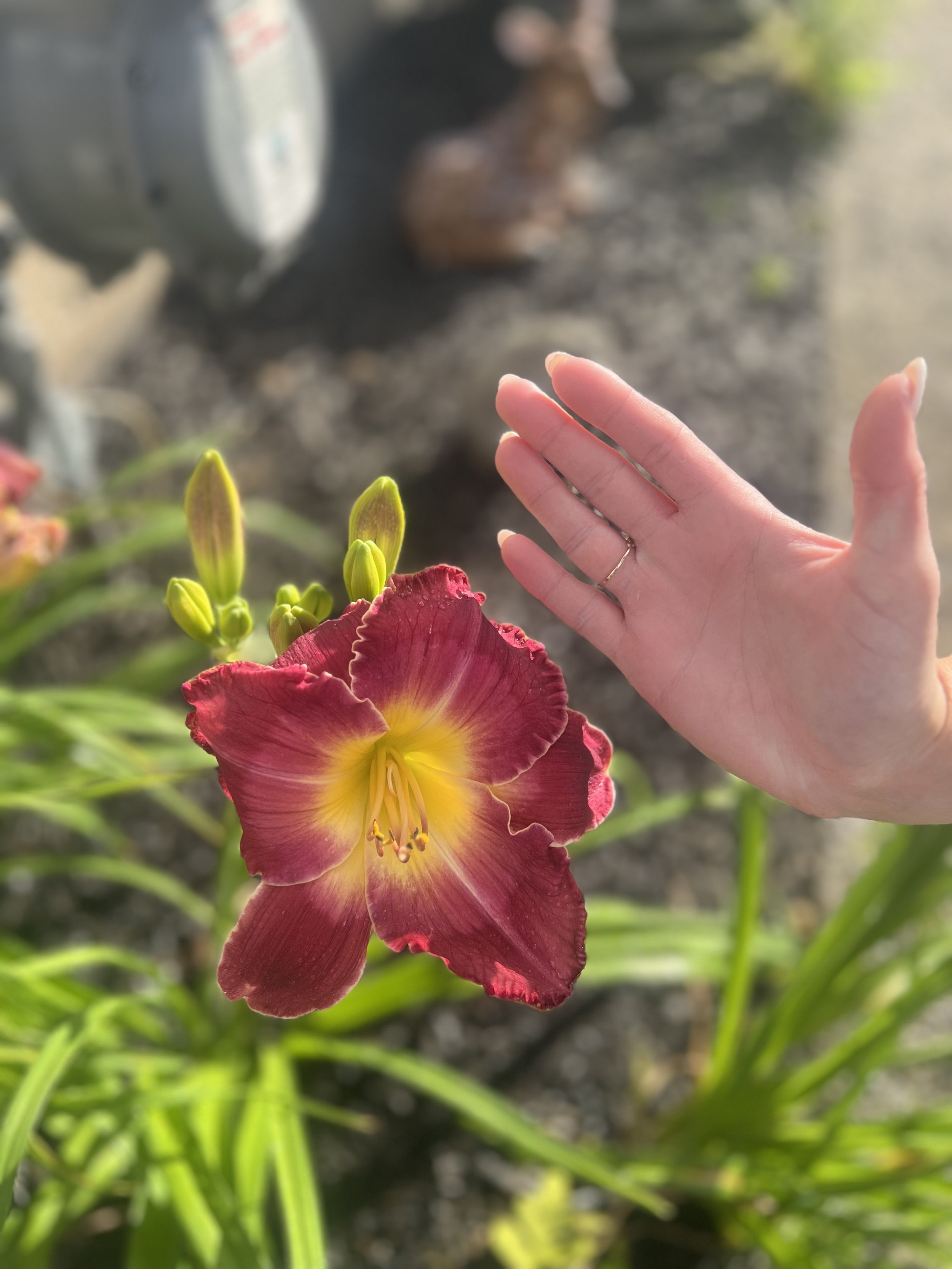A hand reaching toward a red and yellow daylily flower in a garden.
