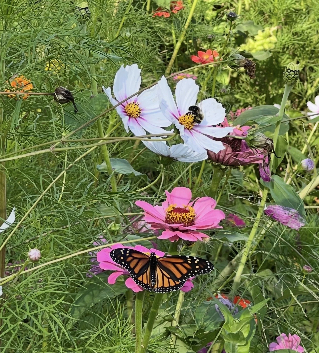 Colorful garden scene with pink and white flowers, a monarch butterfly on a pink flower, and bees on white flowers, surrounded by green foliage.