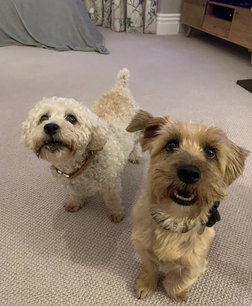 Two small dogs looking up at the camera. Dog sitting. Dog sitting services. Dog sitting in North Tyneside. Professional Dog sitting services.  Dog sitting in Jesmond. Dog sitting in Benton. Dog sitting in Heaton. Professional Dog sitter. Dog sitting