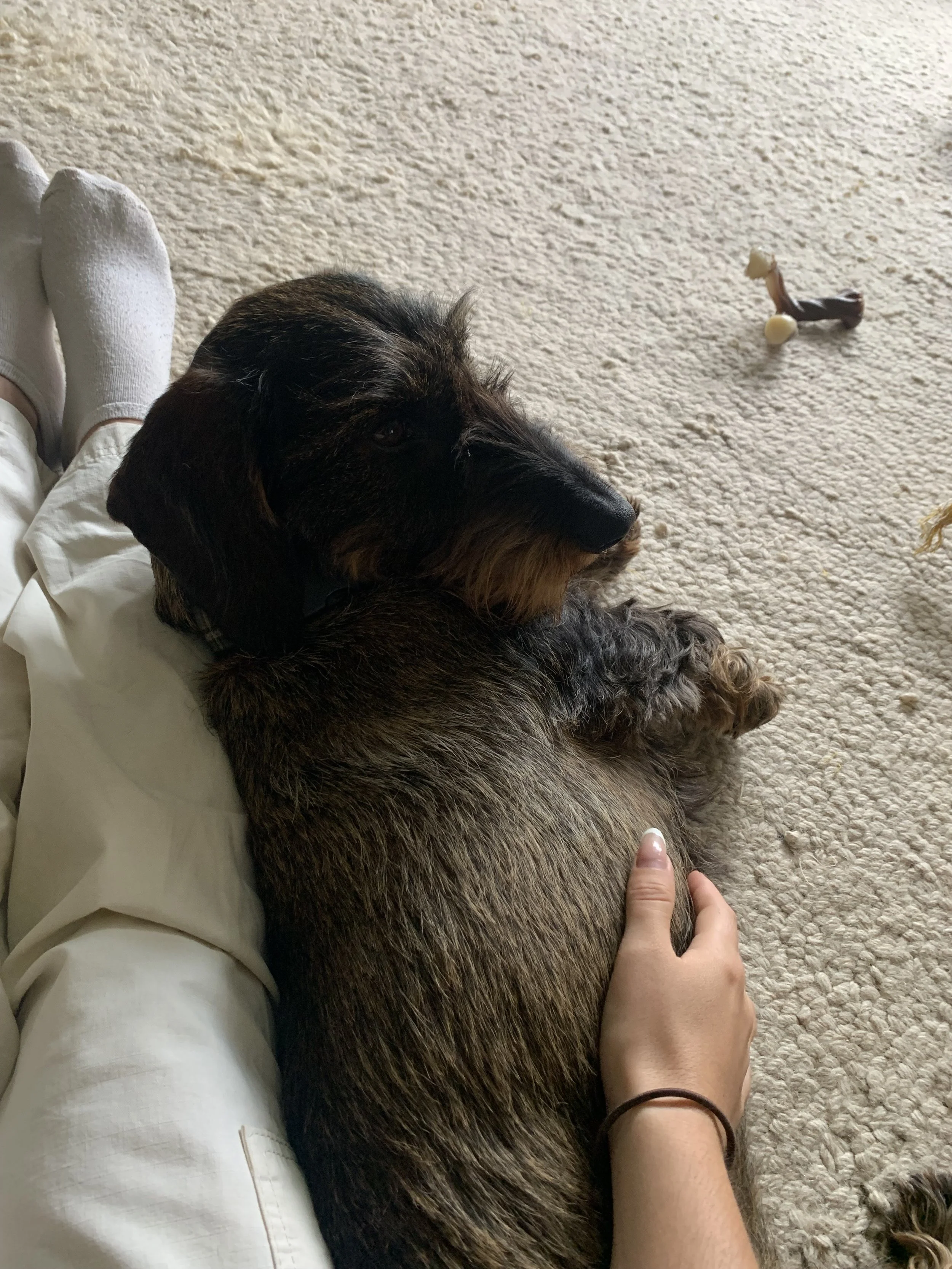 A person sitting on the floor with a dog lying beside them on a beige carpet. The person is wearing white pants and white socks, and their hand is resting on the dog's back. The dog has a dark brown and black coat and is looking to the side.
