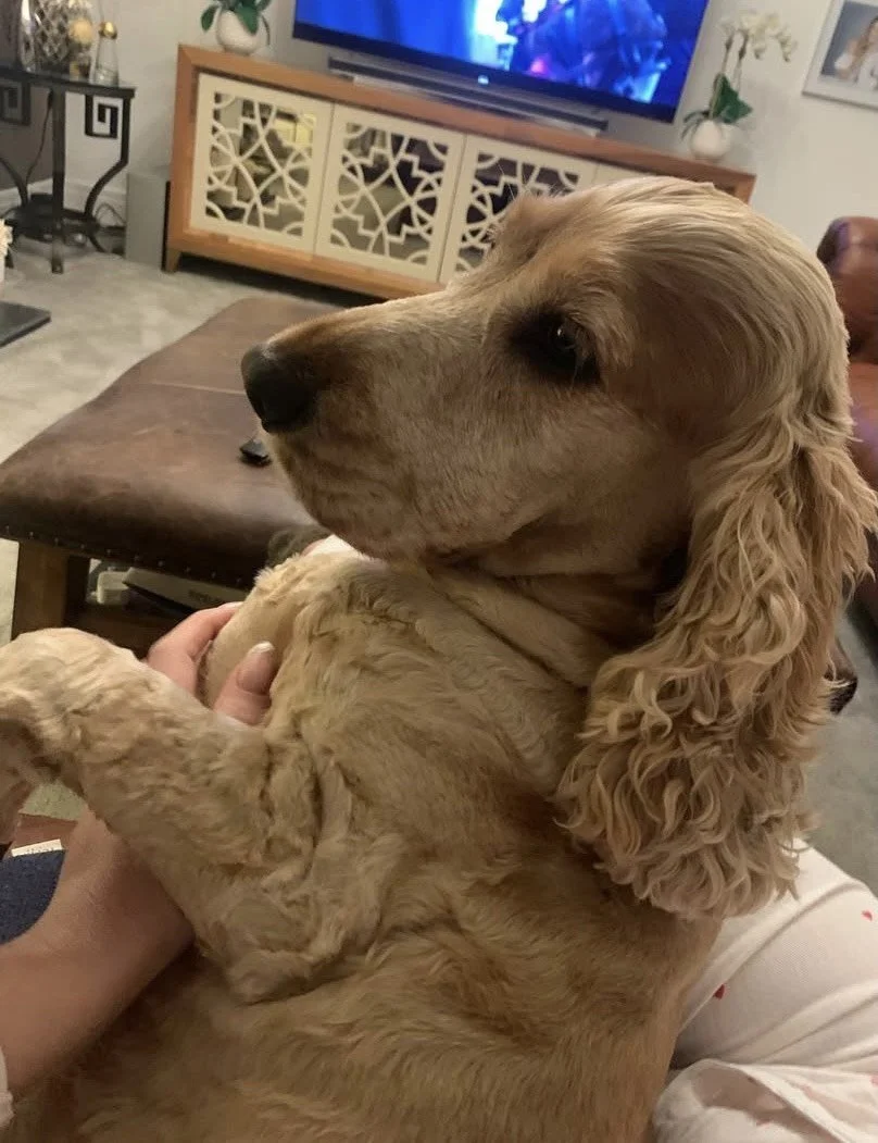 Close-up of a cocker spaniel resting on someone's lap. Dog sitting. Dog sitting services. Dog sitting in North Tyneside. Professional Dog sitting services.  Dog sitting in Jesmond. Dog sitting in Benton. Dog sitting in Heaton. Professional Dog sitter