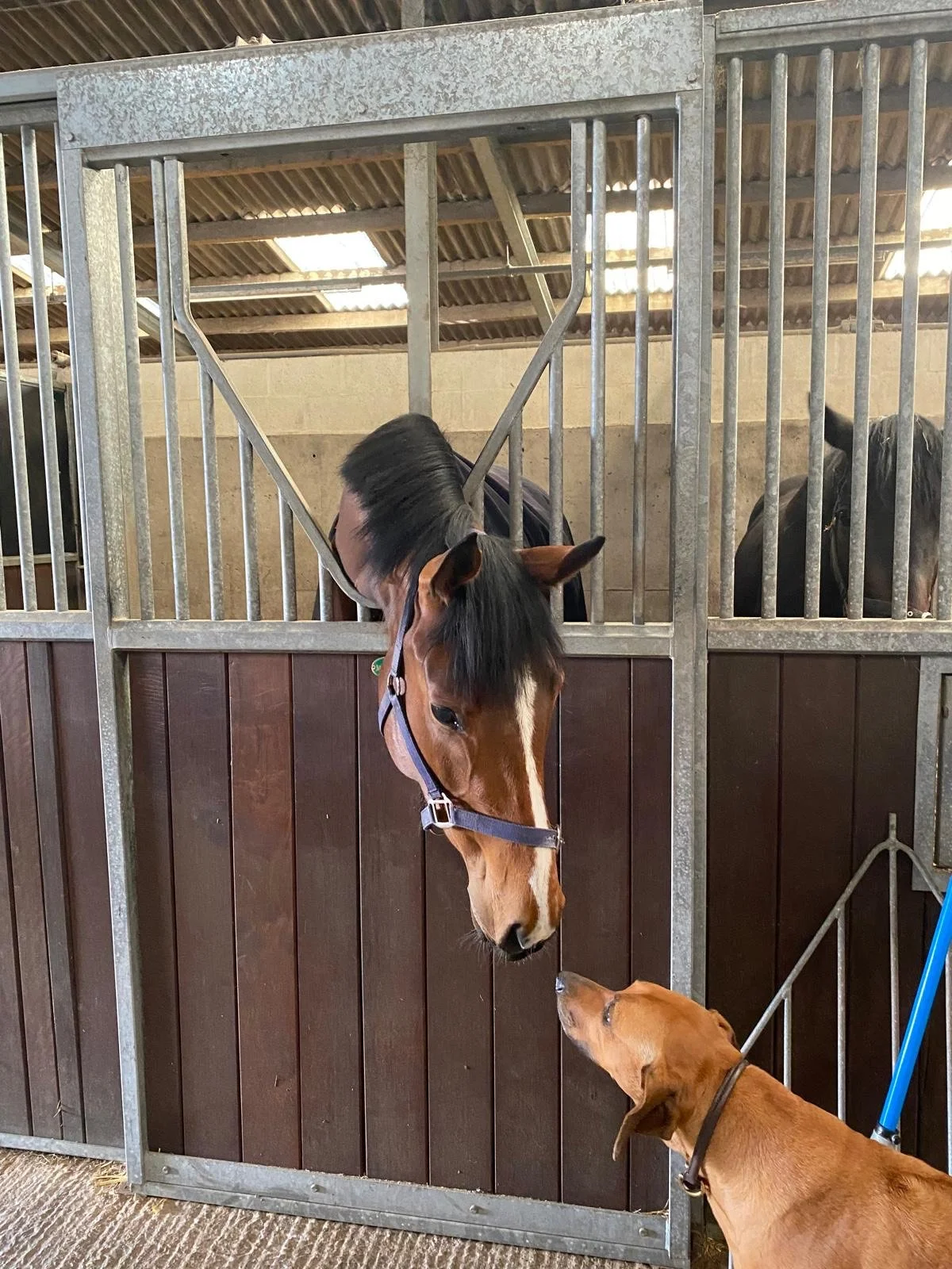 A horse in a stall sticking its head out to meet a small dog on the outside. Dog sitting. Dog sitting services. Dog sitting in North Tyneside. Professional Dog sitting services.  Dog sitting in Jesmond.  Dog walker. Dog sitting in Heaton.
