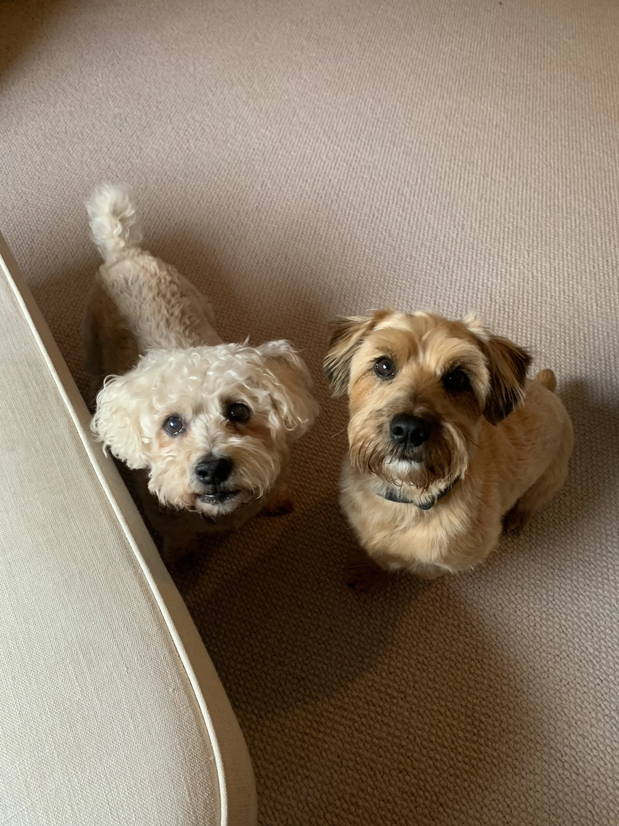 Two small dogs, one with curly cream-colored fur and the other with short tan and black fur, looking up at the camera on a carpeted floor.