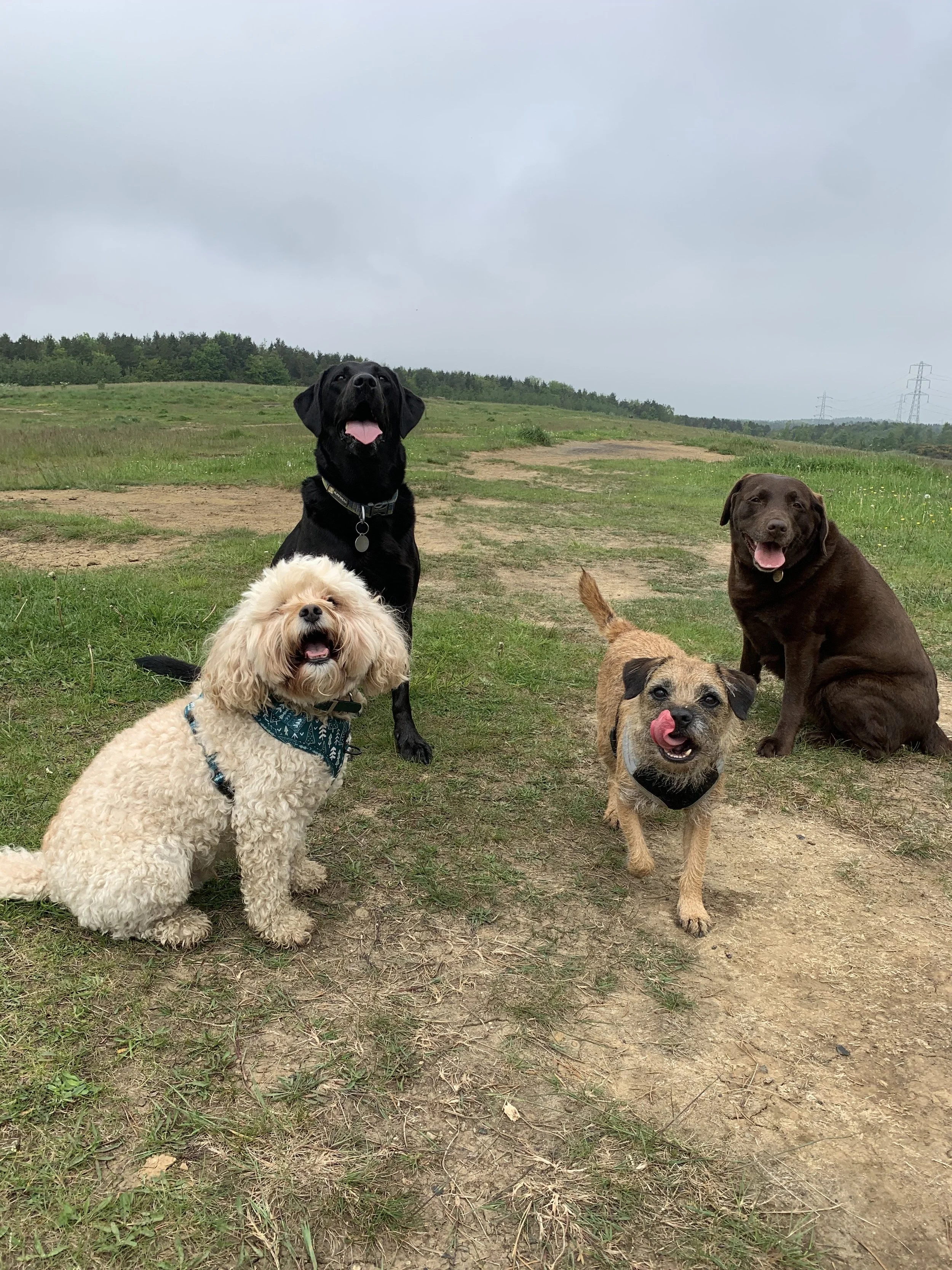 Four dogs. Group dog walks. Dog walkers Newcastle. Dog walkers in Benton. Dog walkers in Heaton. Dog walkers in Jesmond. Group dog walks in Benton. Group dog walks in Heaton. Group dog walks Newcastle. Professional dog walker near me