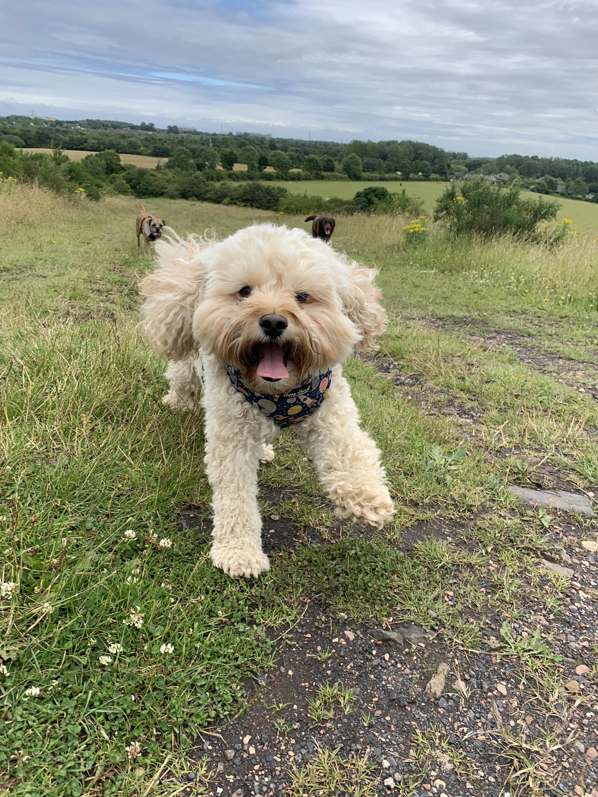 A happy small curly-haired dog with its tongue out walking on a grassy trail, with two other dogs in the background in a scenic outdoor field with trees and clouds.