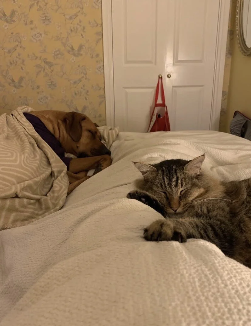 A dog and a cat sleeping on a bed. Dog sitting. Dog sitting services. Dog sitting in North Tyneside. Professional Dog sitting services.  Dog sitting in Jesmond. Dog sitting in Benton. Dog sitting in Heaton. Professional Dog sitter. Dog sitting care.