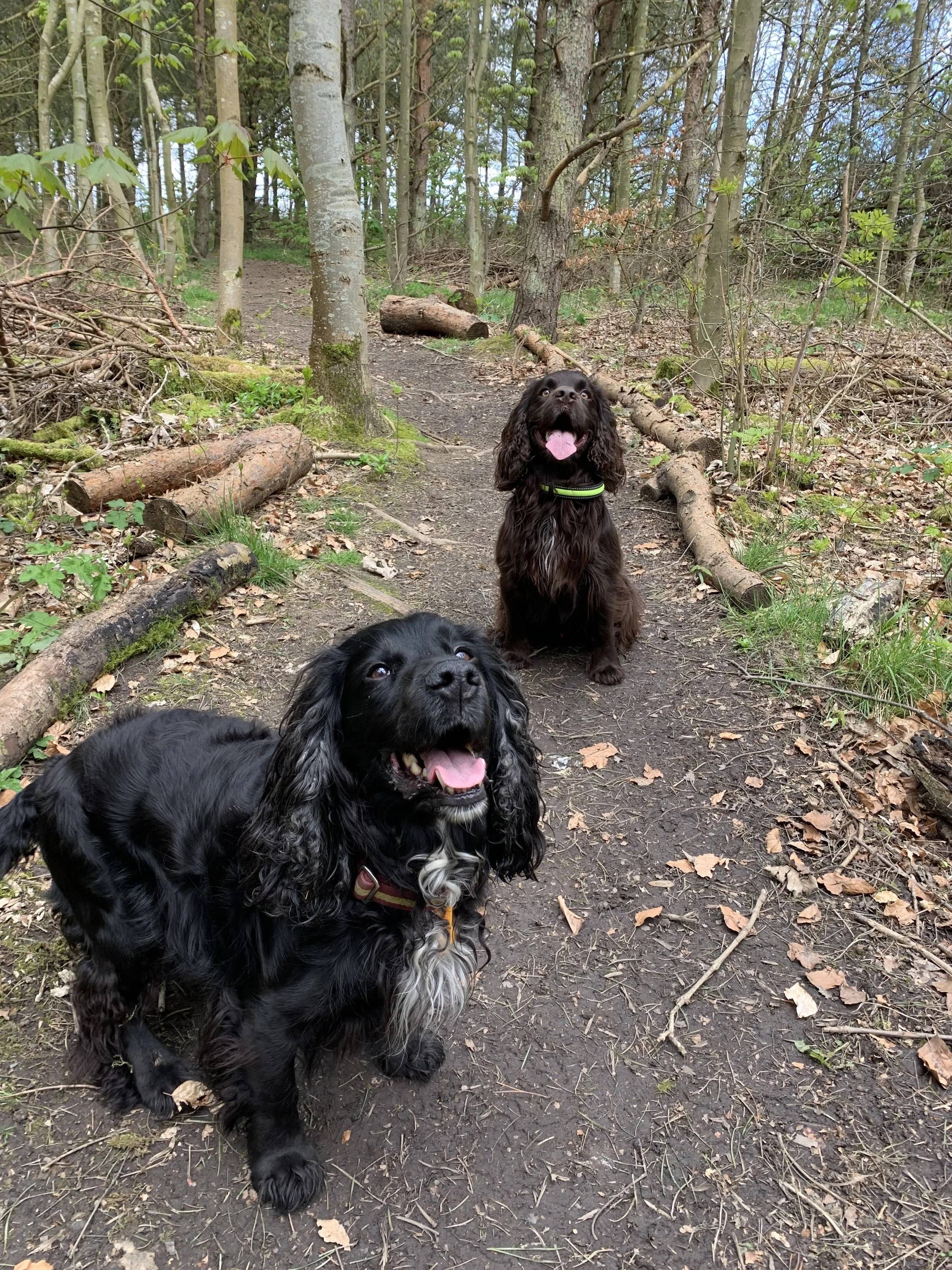 Two dogs in a wooded forest. Dog sitting. Dog sitting services. Dog sitting in North Tyneside. Professional Dog sitting services.  Dog sitting in Jesmond. Dog sitting in Benton. Dog sitting in Heaton. Professional Dog sitter. Dog sitting care.