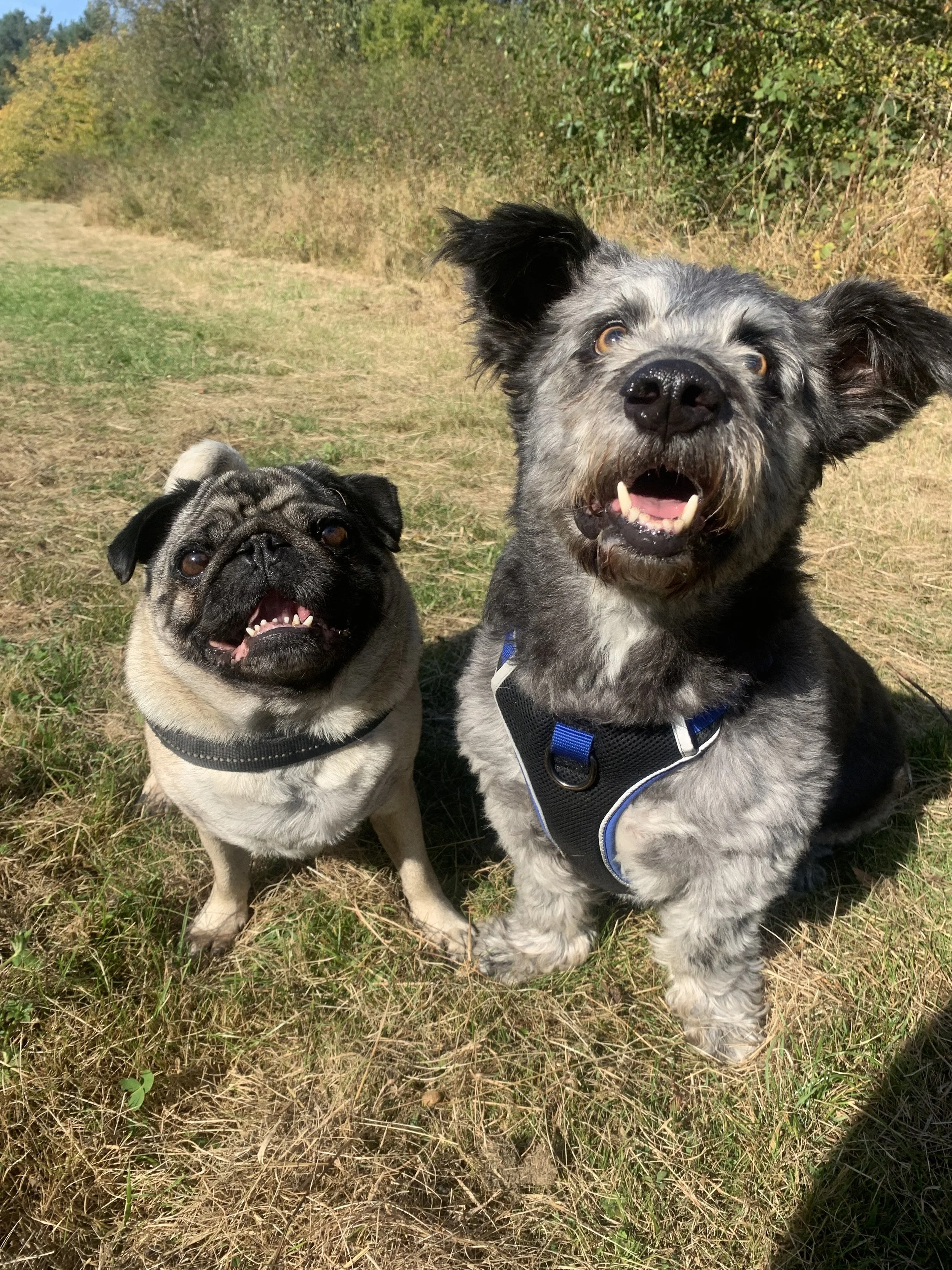 Two dogs, a pug and a mixed breed with long ears, sitting on grass outdoors on a sunny day, smiling at the camera.