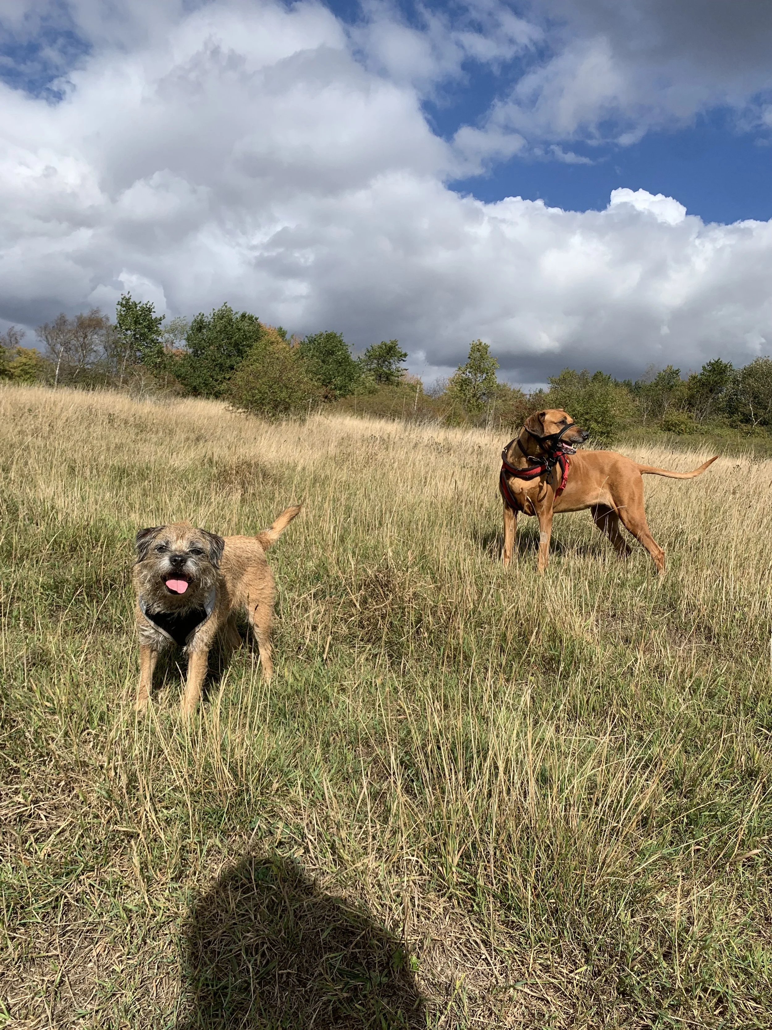 Two dogs standing in a grassy field under a partly cloudy sky, with trees in the background.