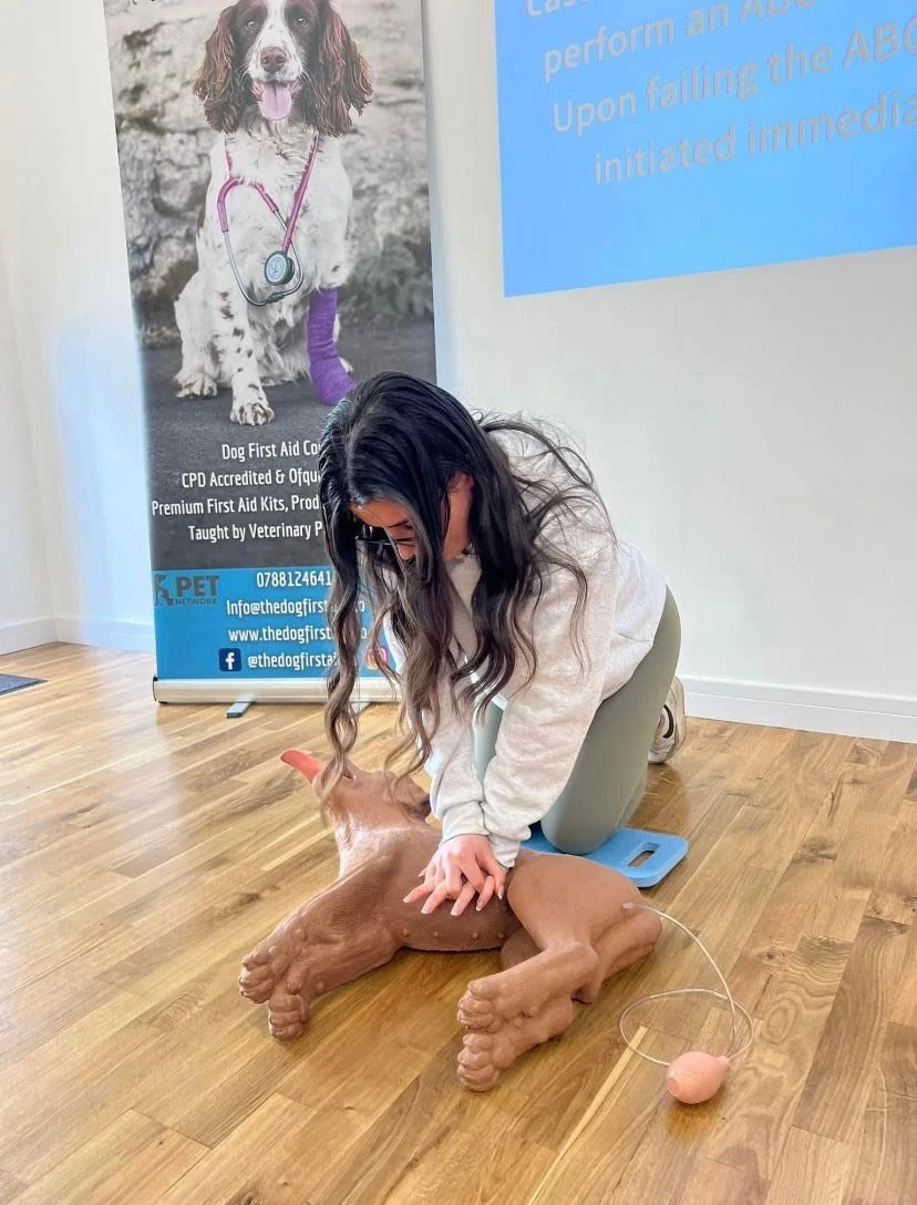 Young girl practicing CPR on a dog mannequin in a classroom setting at a pet first aid training event. Fully insured dog walker and pet sitter. Cainine CPR and first aid trained dog walker. Cainine CPR and first aid trained pet sitter.