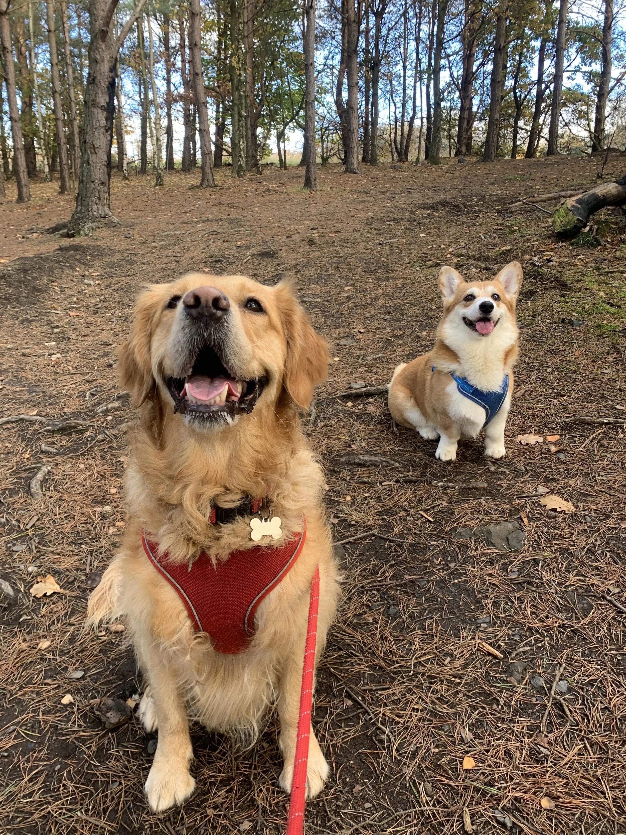 Two dogs sitting in a wooded area. Group dog walks. Dog walkers Newcastle. Dog walkers in Benton. Dog walkers in Heaton. Dog walkers in Jesmond. Group dog walks in Benton. Group dog walks in Heaton. Group dog walks Newcastle. Professional dog walker.