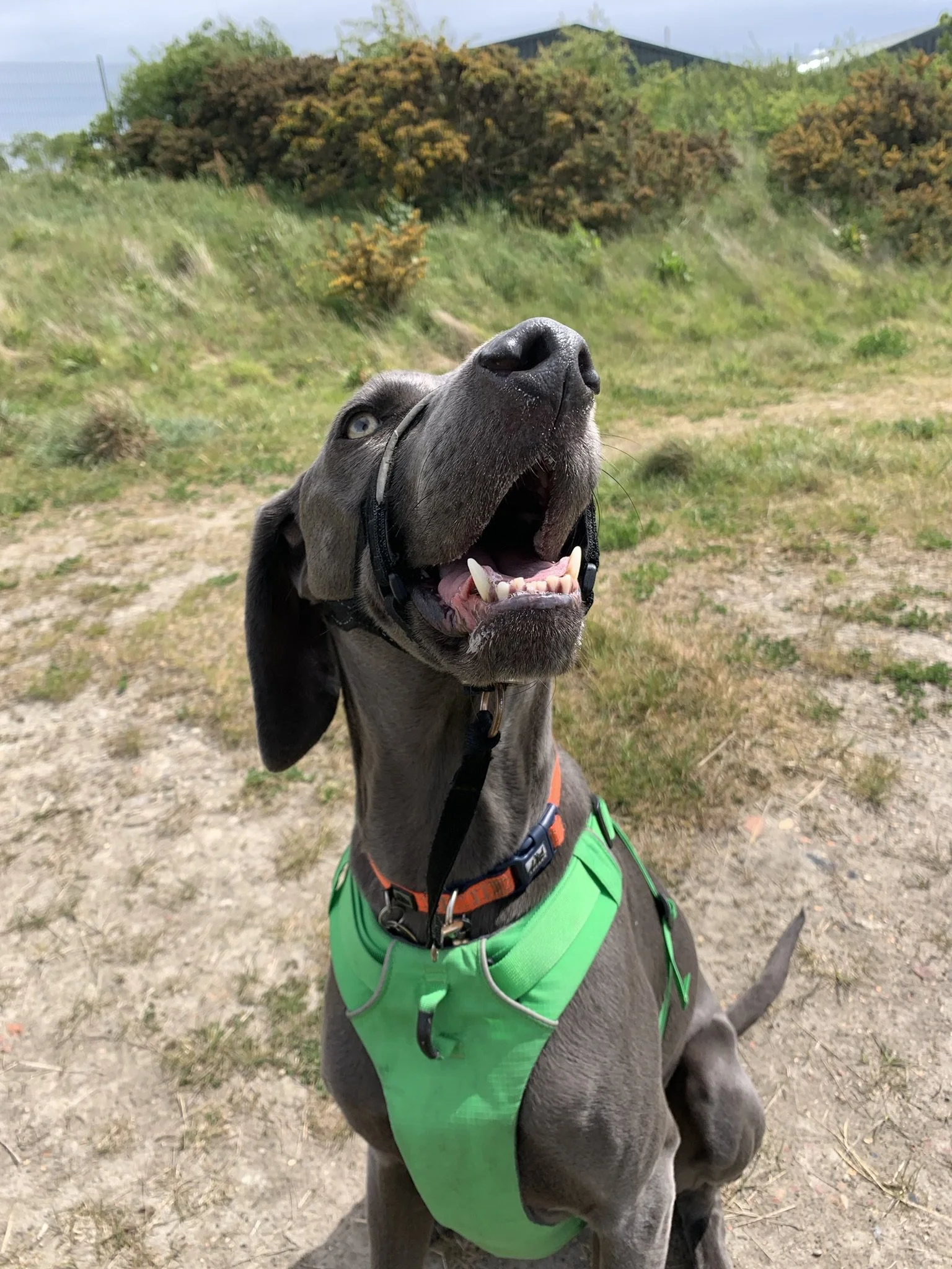 A happy dog on a walk. Dog sitting. Dog sitting services. Dog sitting in North Tyneside. Professional Dog sitting services.  Dog sitting in Jesmond. Dog sitting in Benton. Dog sitting in Heaton. Professional Dog sitter. Dog sitting care.
