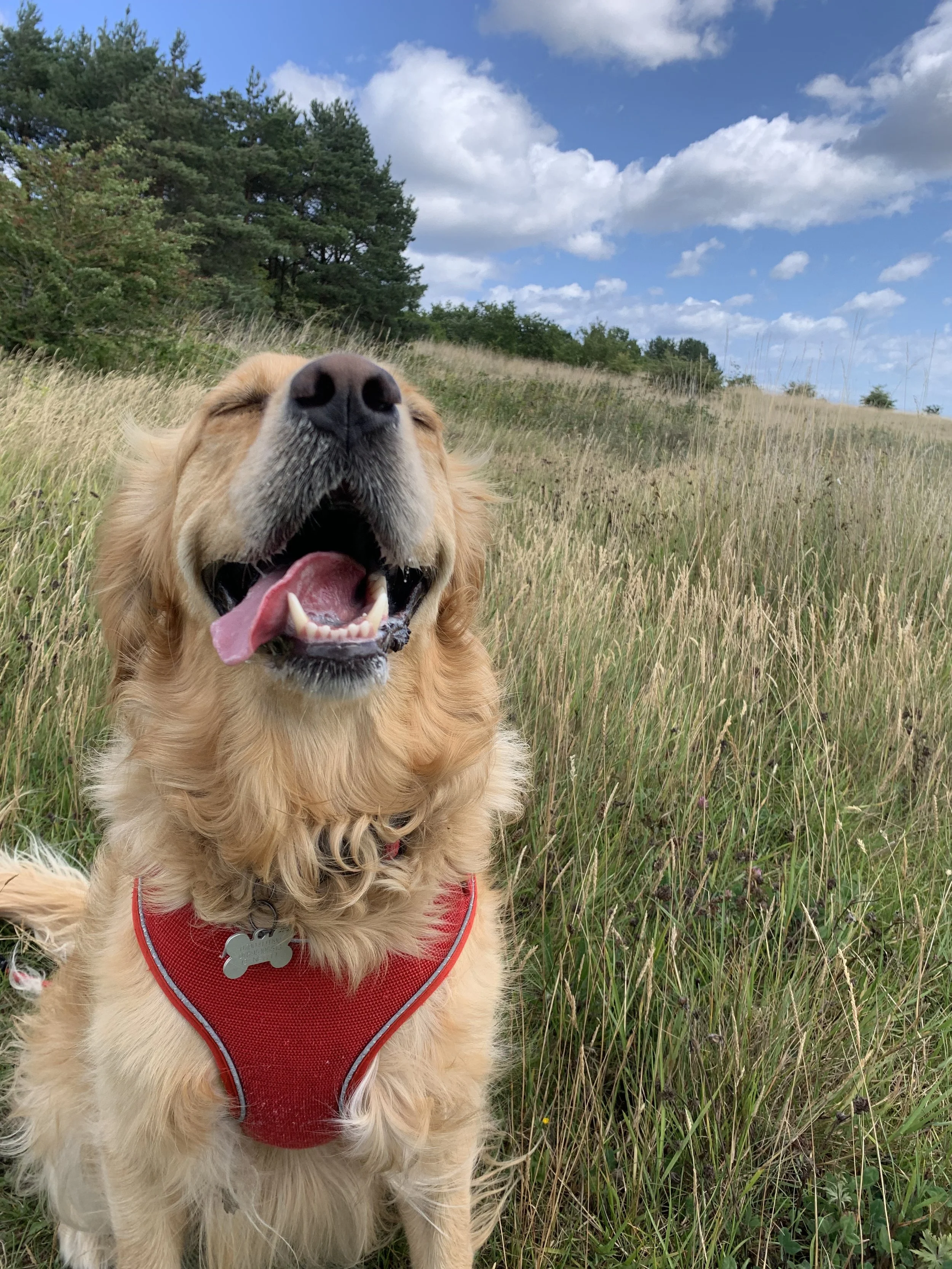 Happy Golden Retriever dog with tongue out sitting in a grassy field on a sunny day.
