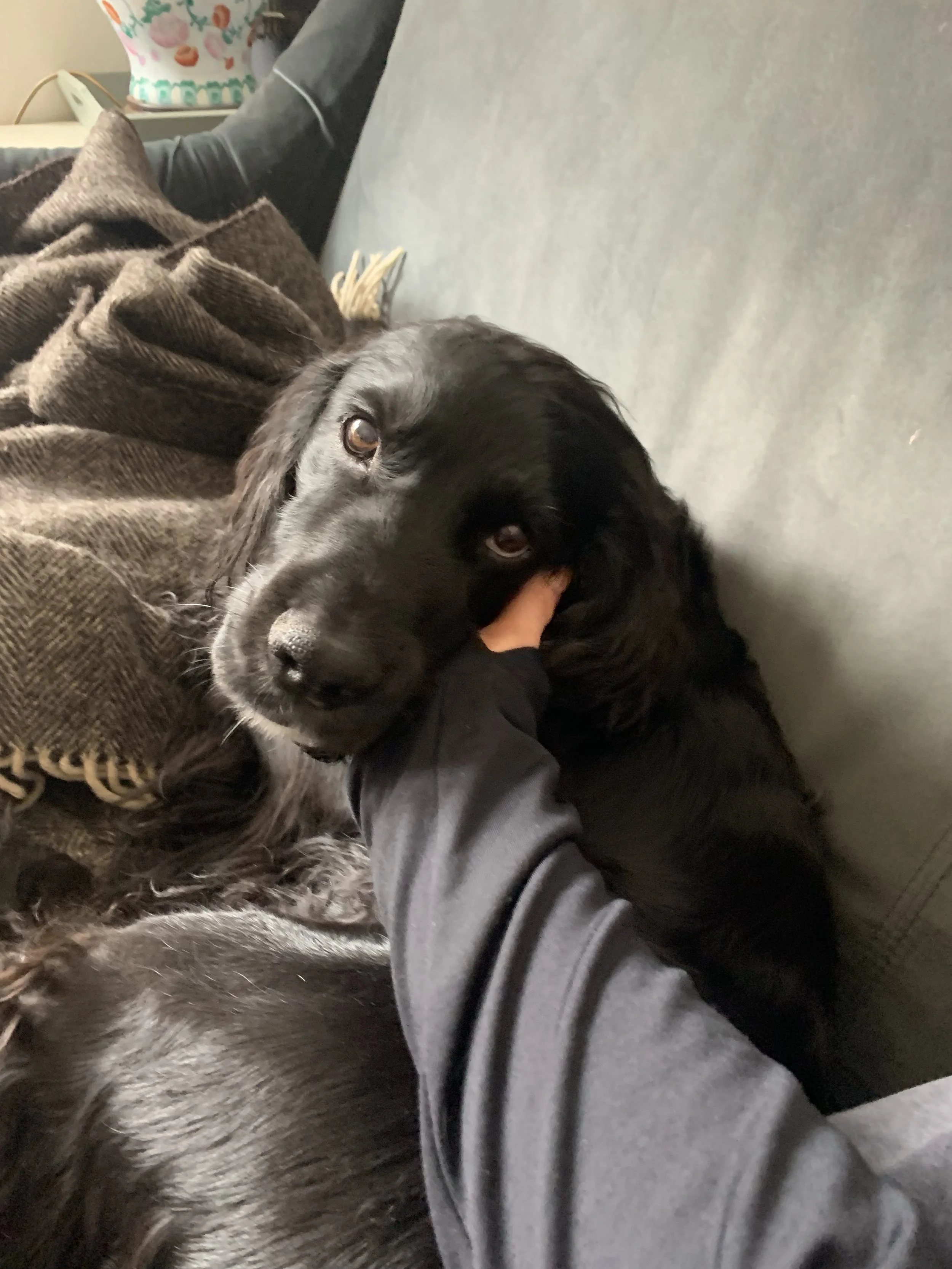 Black dog lying on a couch, being petted by a person. Dog sitting. Dog sitting services. Dog sitting in North Tyneside. Professional Dog sitting services.  Dog sitting in Jesmond. Dog sitting in Benton. Dog sitting in Heaton. Professional Dog sitter.