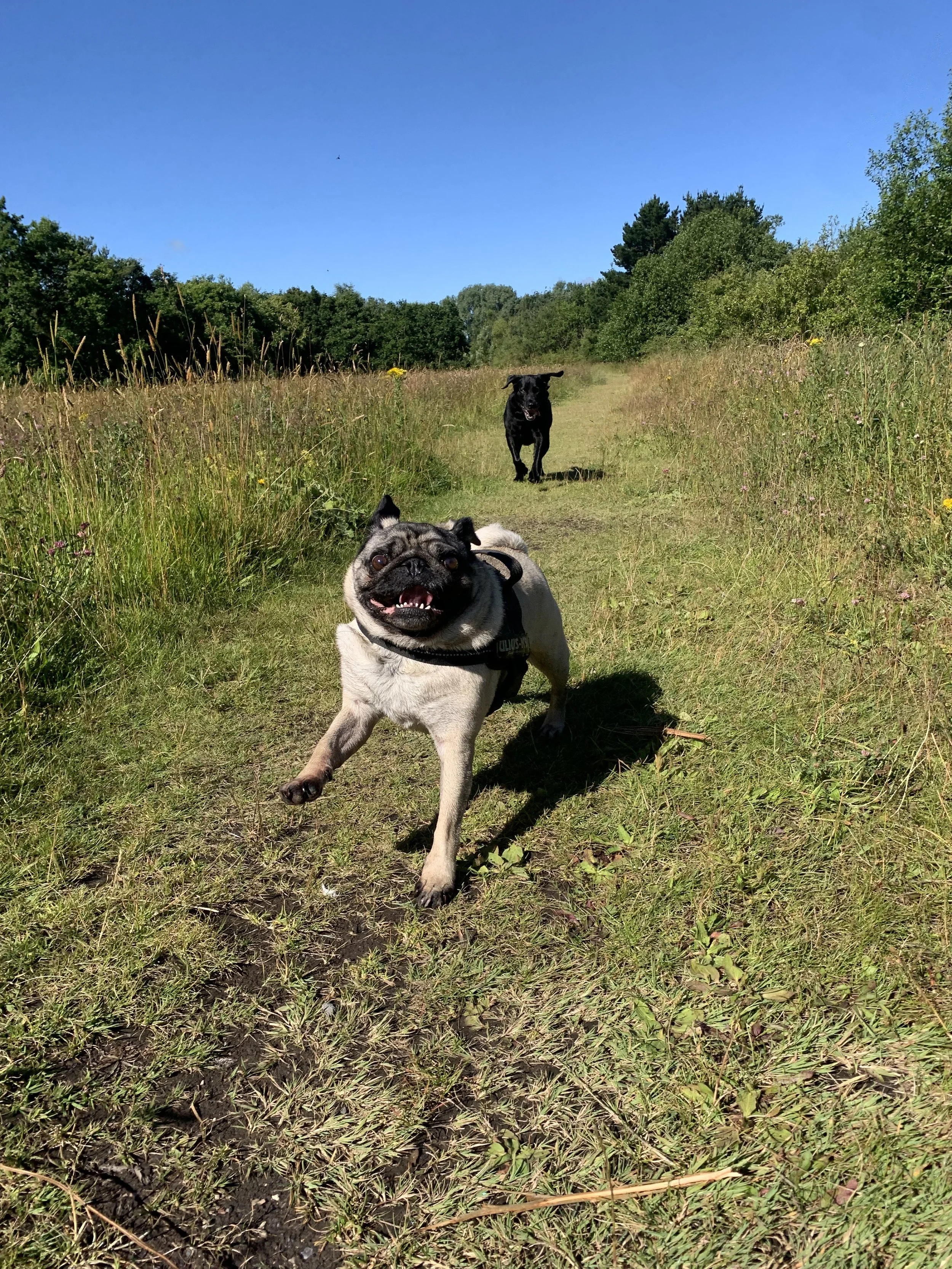 Two dogs running on a grassy trail in a field with trees, under a clear blue sky.