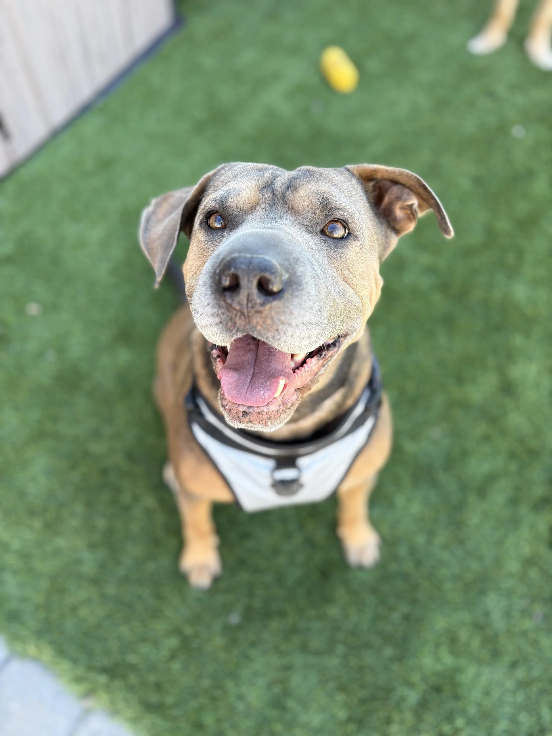 Geometric drawing of an outline square with sections divided by vertical, horizontal, and circle lines.