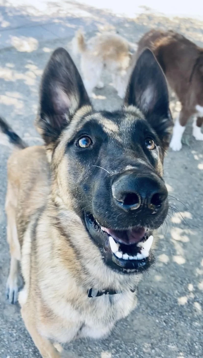 Geometric drawing of an outline square with sections divided by vertical, horizontal, and half circle lines.
