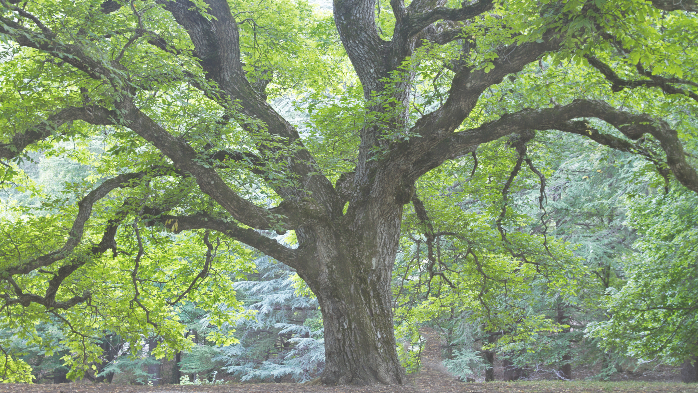A large tree with a thick trunk and sprawling branches covered in green leaves, set in a lush forest with other trees and foliage in the background.