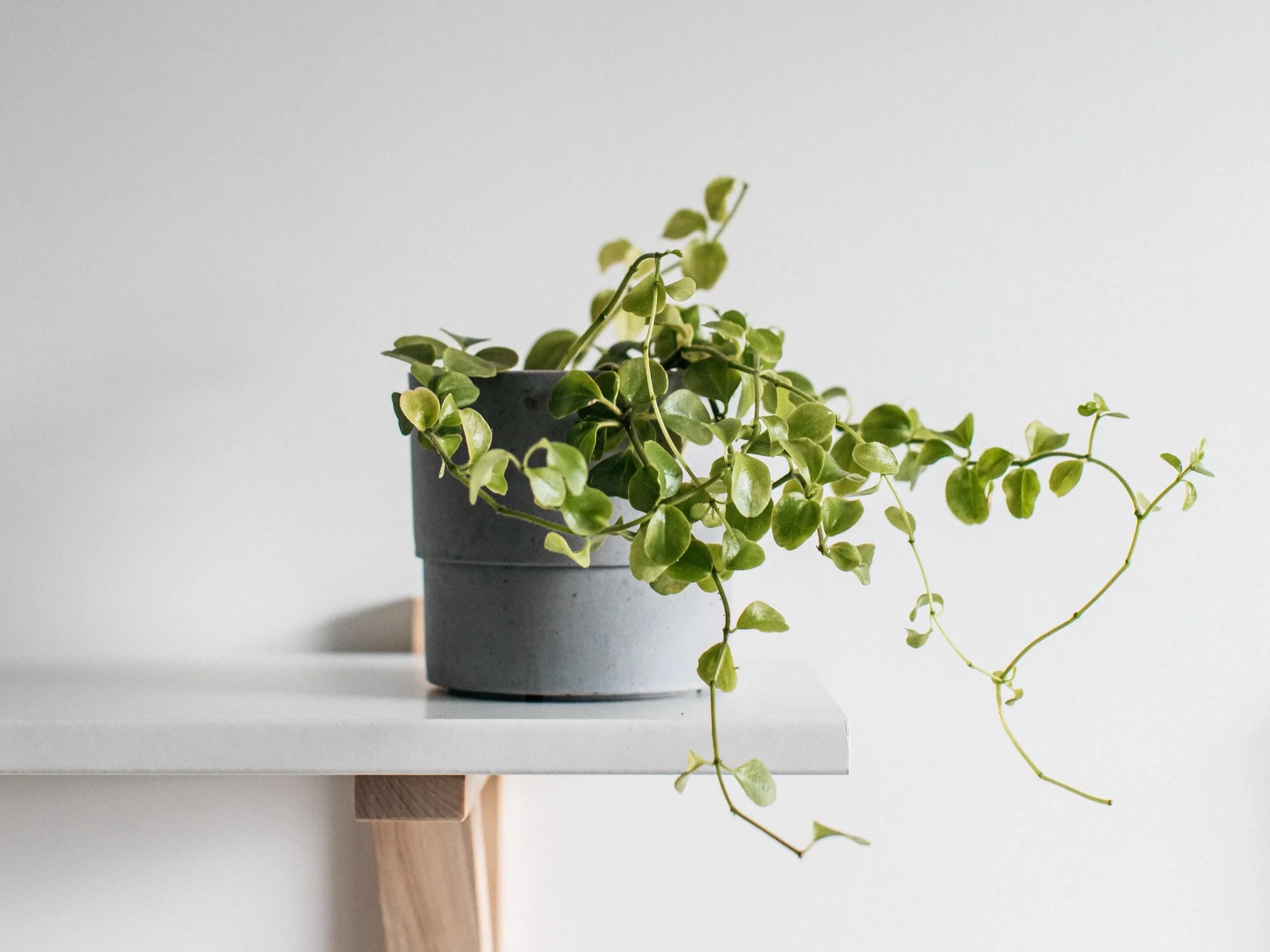 Potted green plant with trailing vines on a white table against a plain light background.
