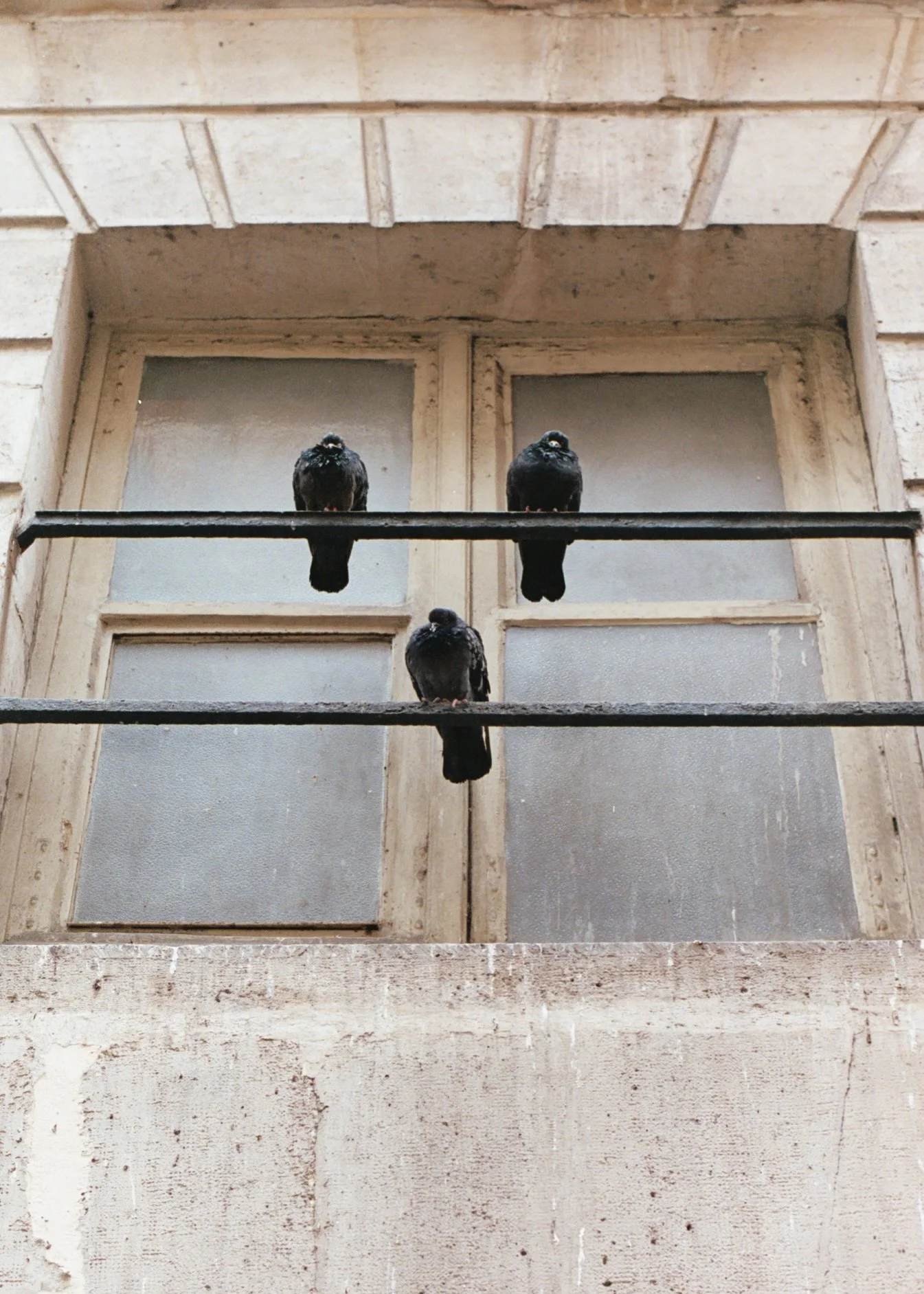 Trois pigeons perchés sur une barre en métal devant une vieille fenêtre en bois, dans un mur en pierre. La scène est vue de face, dans un style urbanistique.