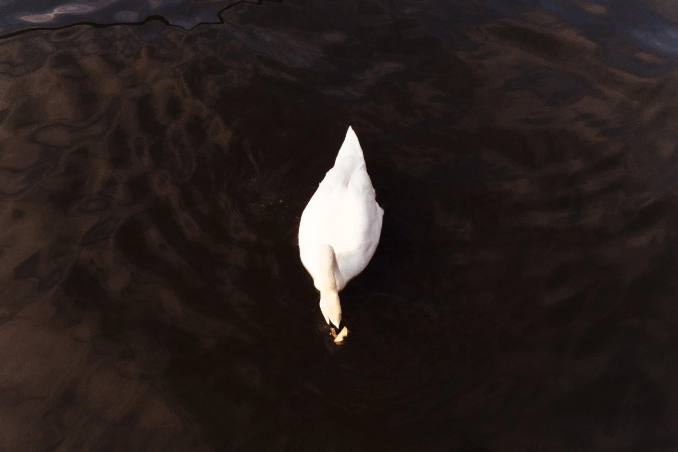 Un oiseau blanc posé sur une surface sombre, avec une forme pointue à son bec.