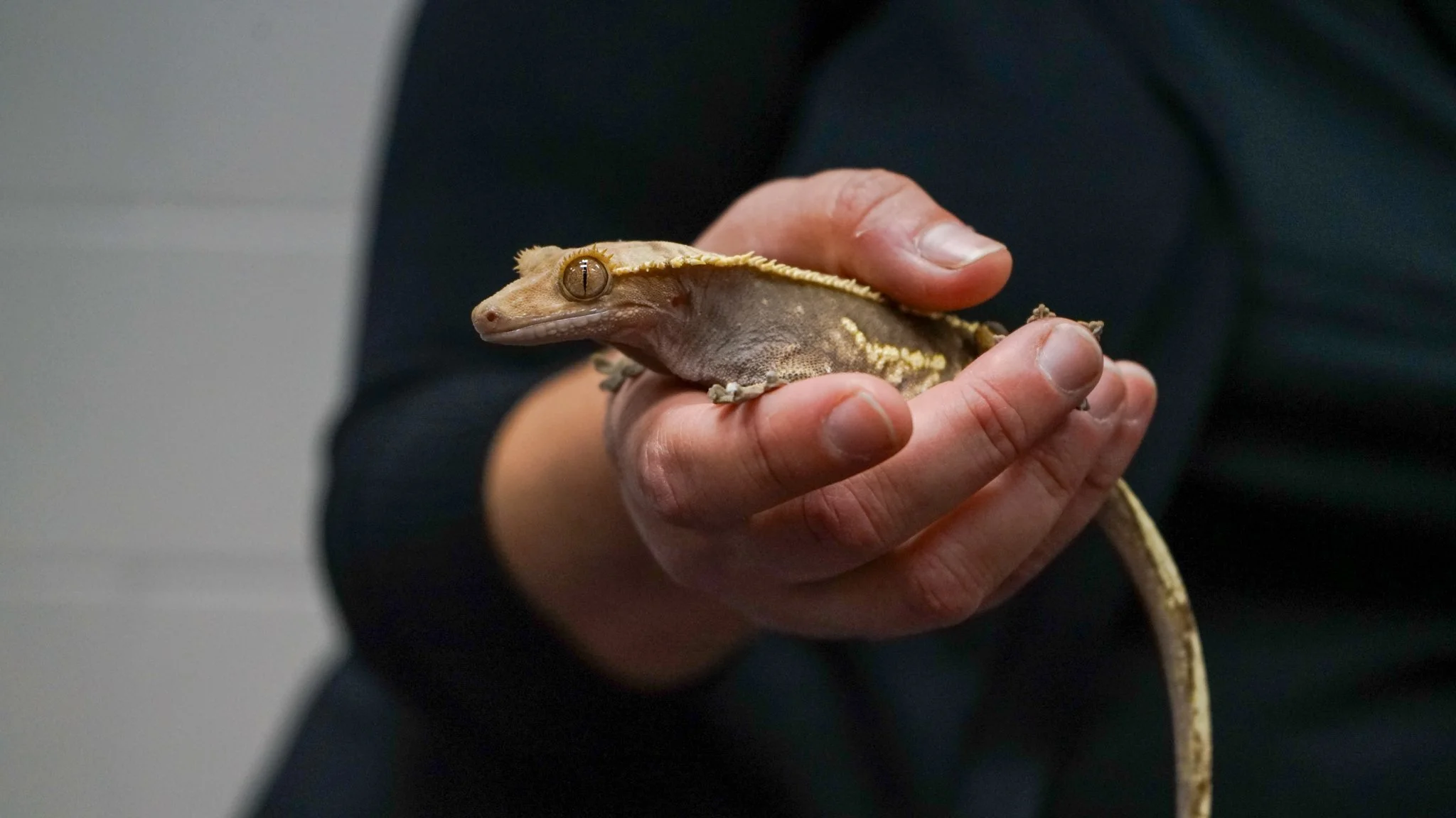 A person in a dark long-sleeve shirt holding a small crested gecko with a beige and brown scales.