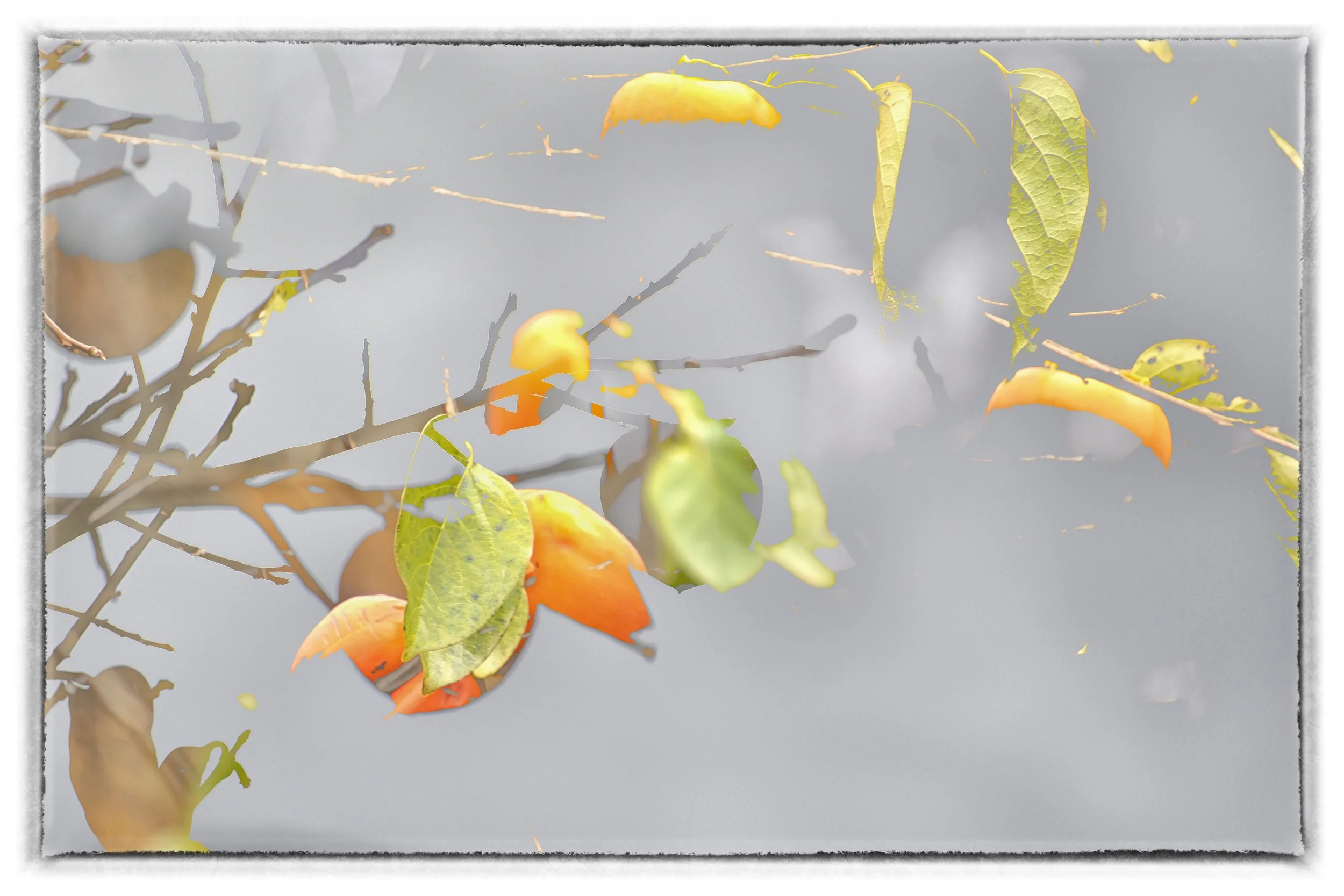 Plum Tree: 13"x19" $200 unframed