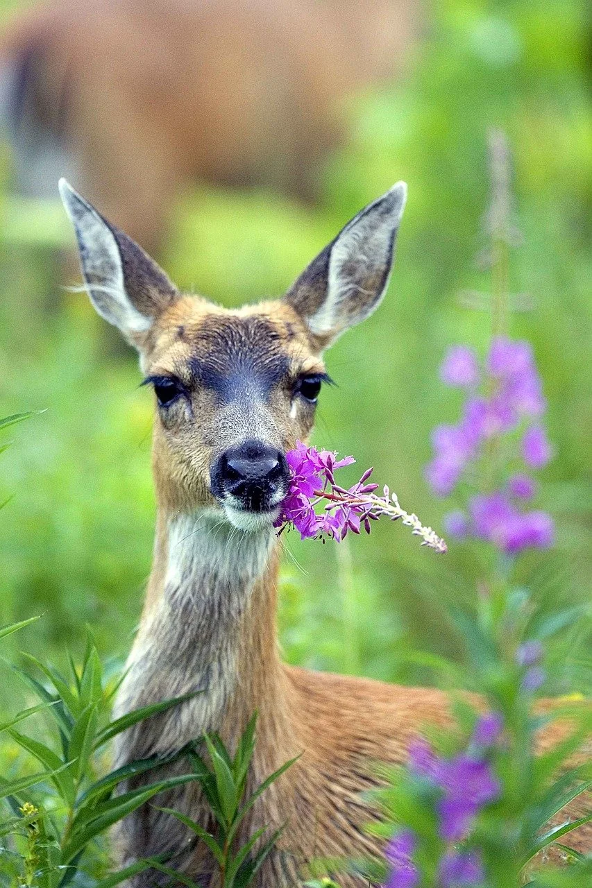 A young deer with large ears and dark eyes is holding a purple flower in its mouth, surrounded by green foliage and purple flowers on a blurred green background.