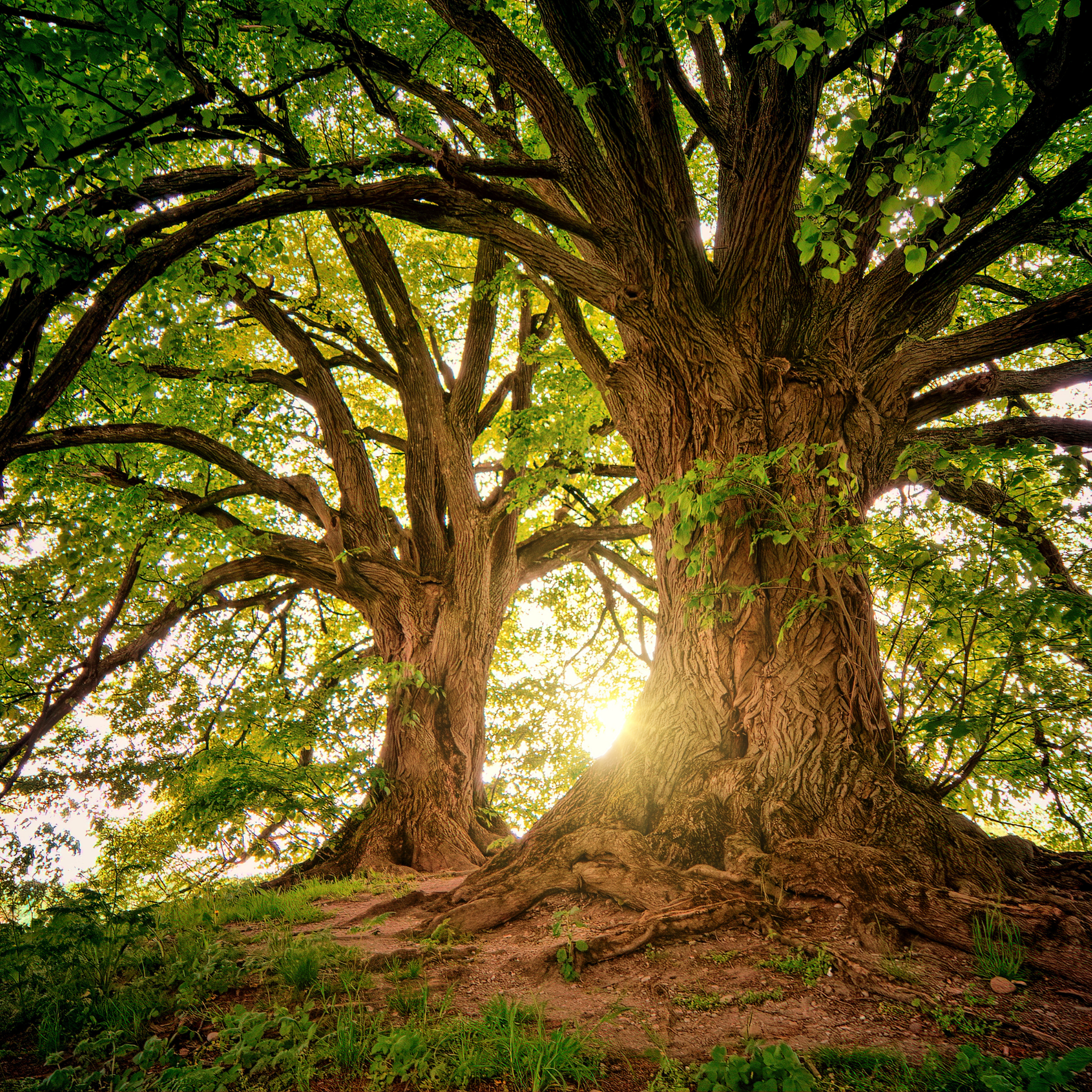 Two large mature trees standing close together in a natural setting with green leaves, sunlight shining through the branches, and a dirt and grass ground.