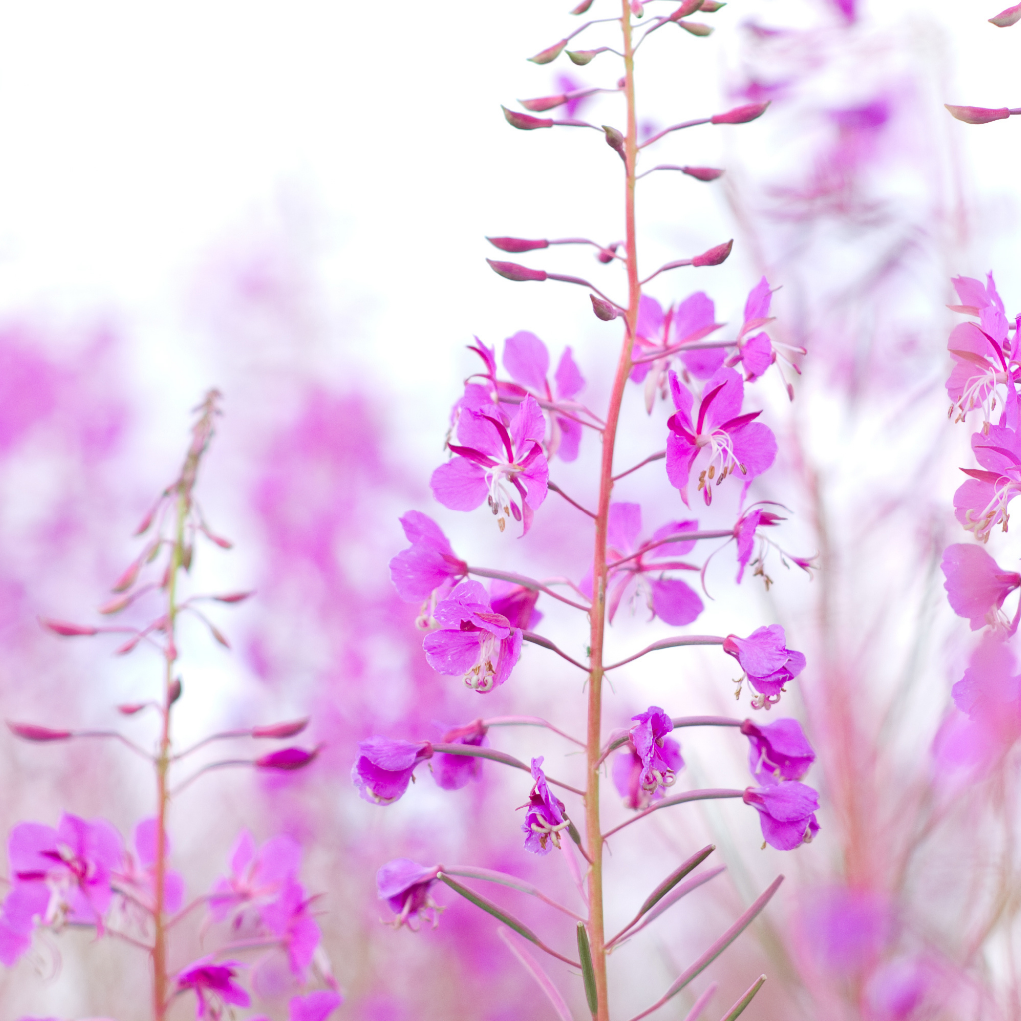 Close-up of pink flowers on tall, thin stems with blurred background of similar flowers.