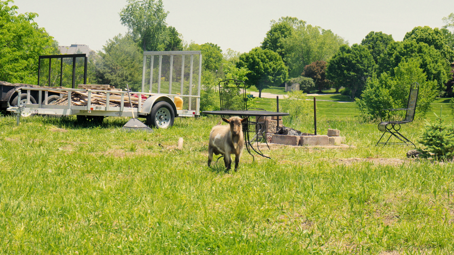 Kansas farm with goat standing next to table and trailer.