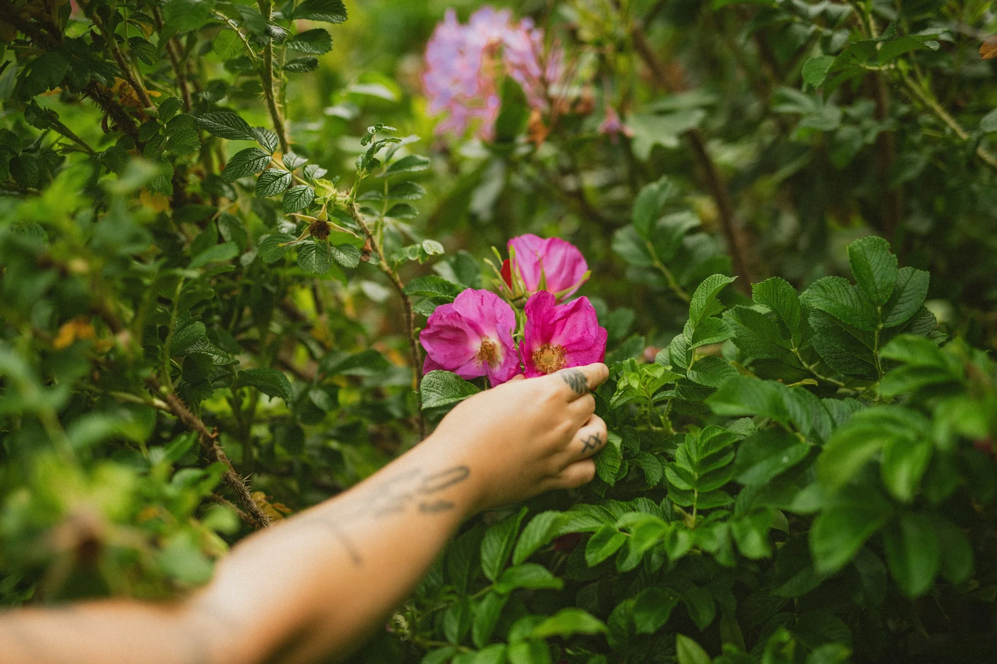 A person's hand reaching into a bush with pink flowers, surrounded by green leaves.