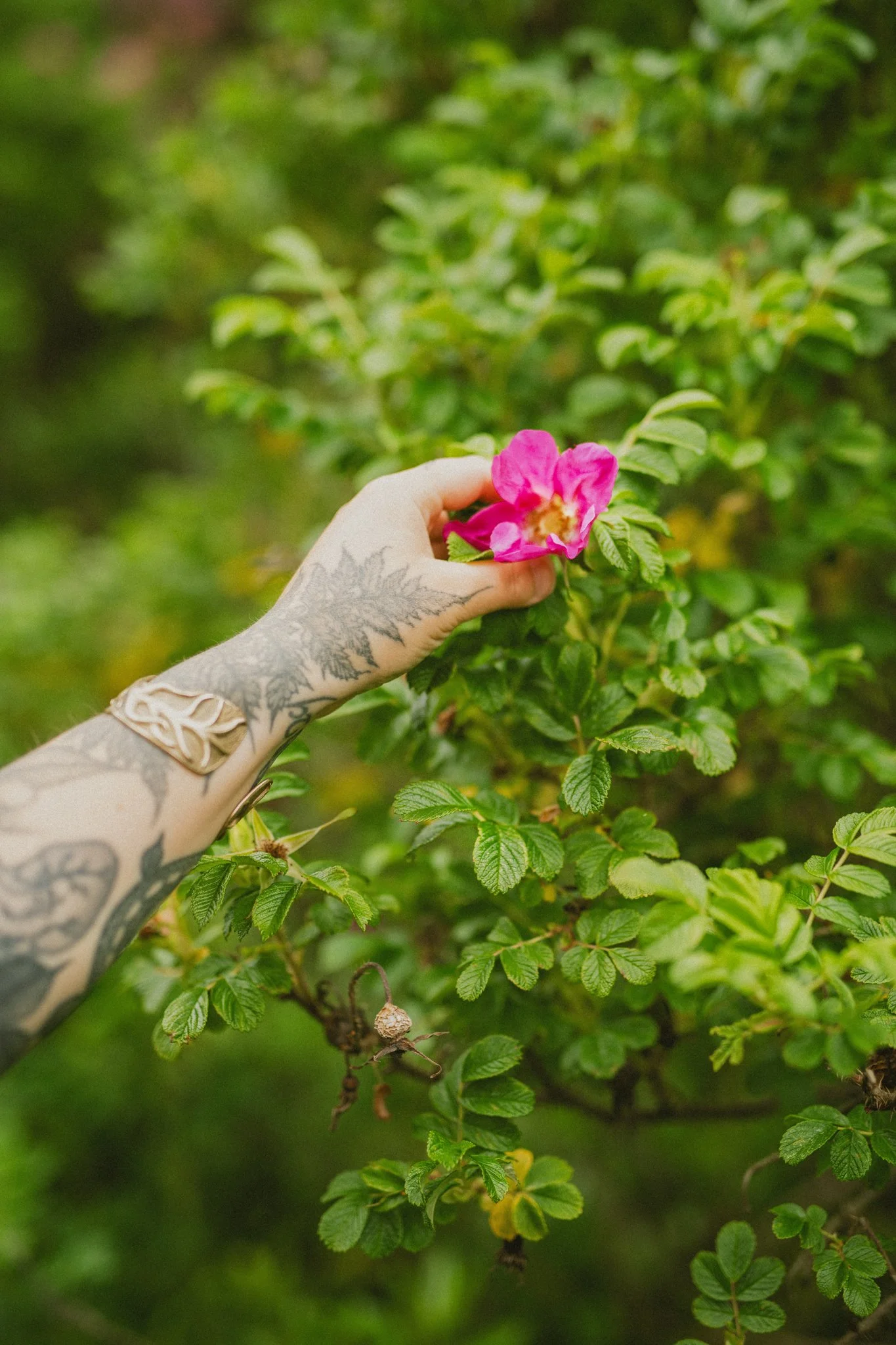 A person with tattoos on their arm holding a pink flower from a green bush.