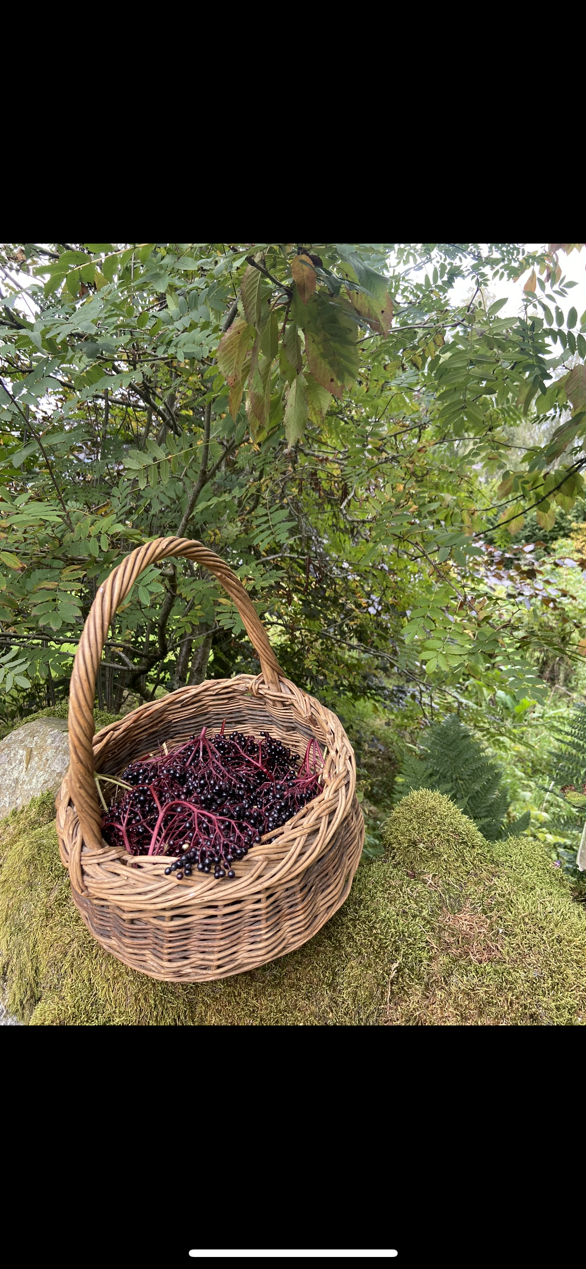 A woven basket filled with harvested elderberries placed on a moss-covered surface outdoors surrounded by green foliage.