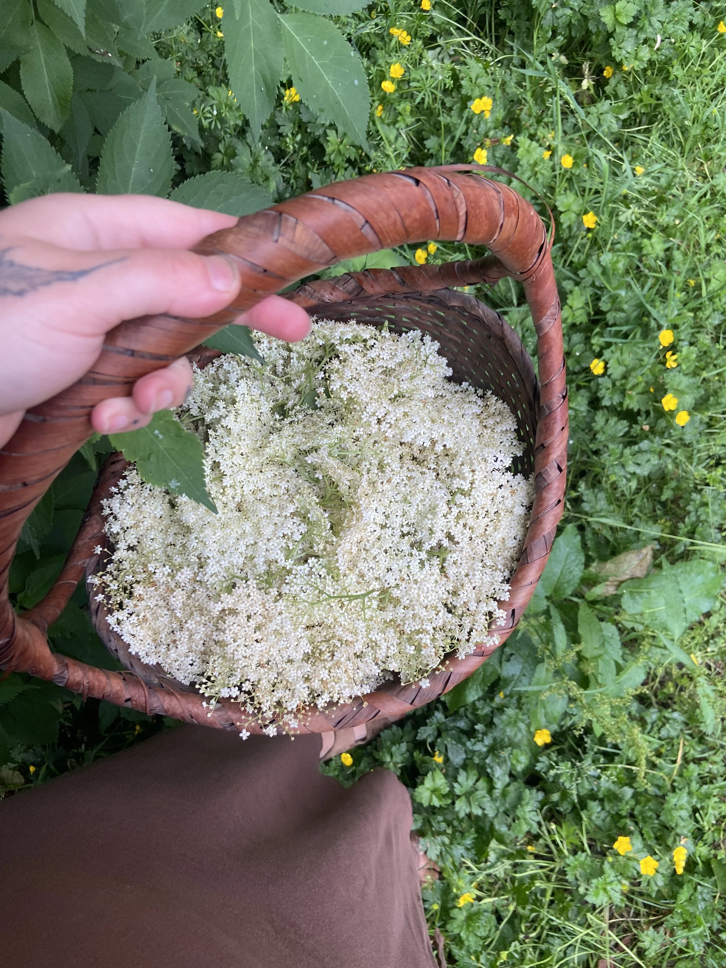 A person holding a woven basket filled with white elderflowers surrounded by green foliage and small yellow flowers.