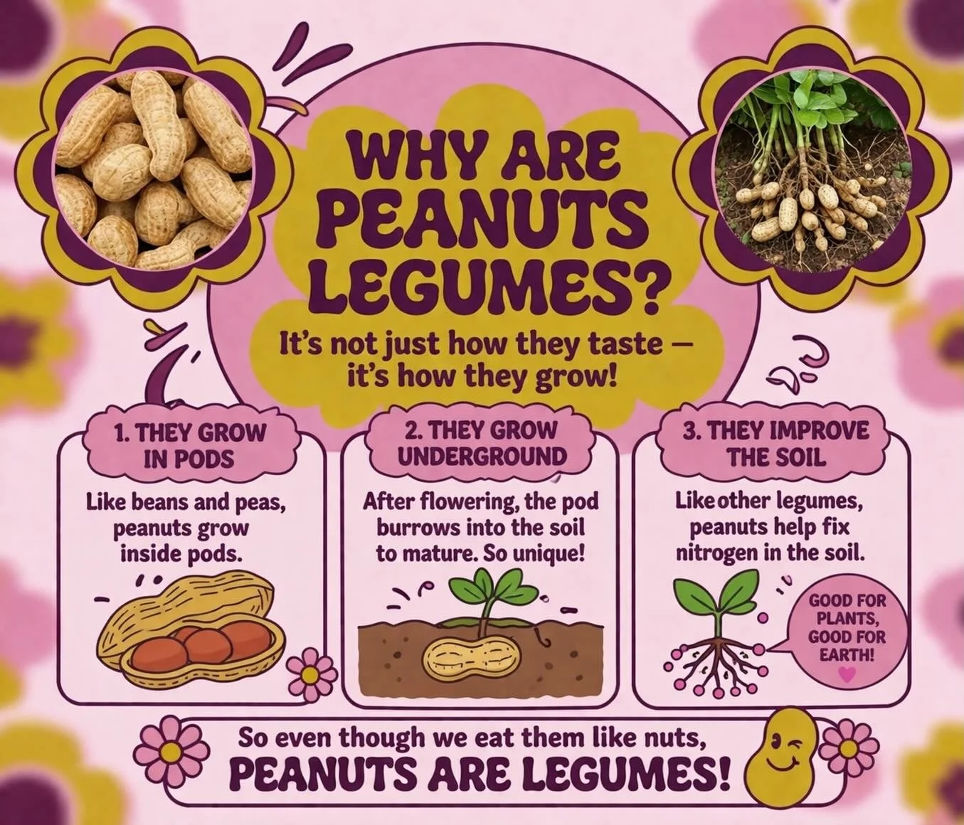 🥜✨ Peanuts are culinary imposters! 

Peanuts might taste like nuts, but botanically&hellip; they&rsquo;re actually legumes! 🌱

Here&rsquo;s why: 💛 They grow in pods (just like beans &amp; peas!) 🌼 Their pods split open when mature 🌿 They even he