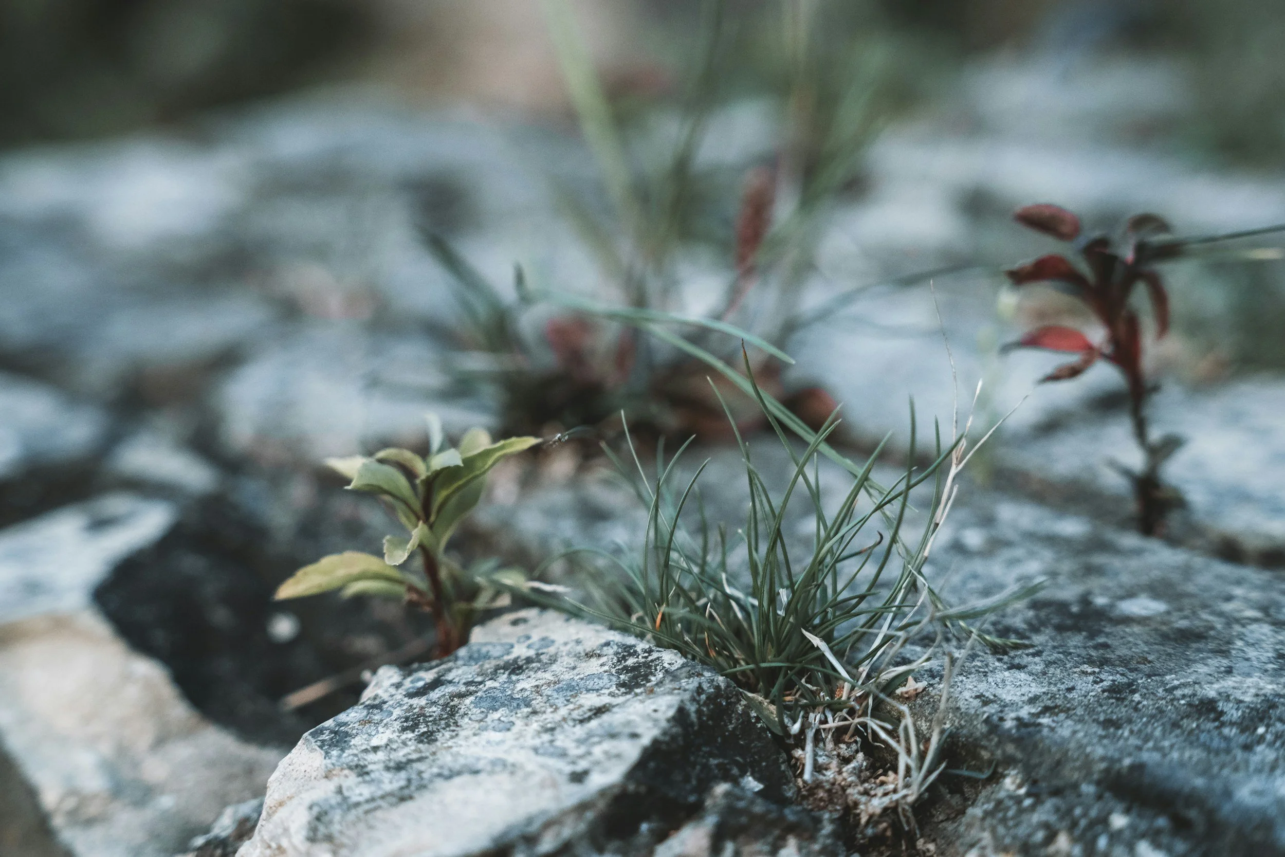 Close-up of small plants and grasses growing between rocks on the ground.