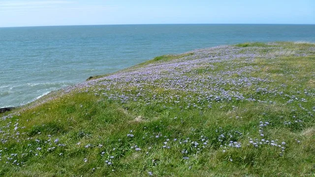 Pale wildflowers growing on a grassy clifftop above the sea on the Llŷn Peninsula