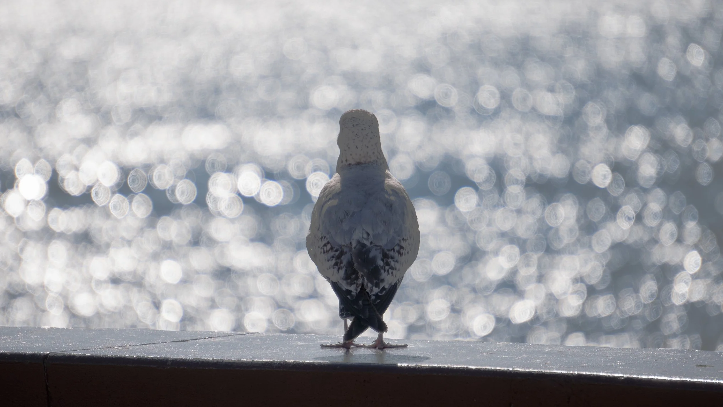Fotografía de Naturaleza - Pizza Play 05.jpg