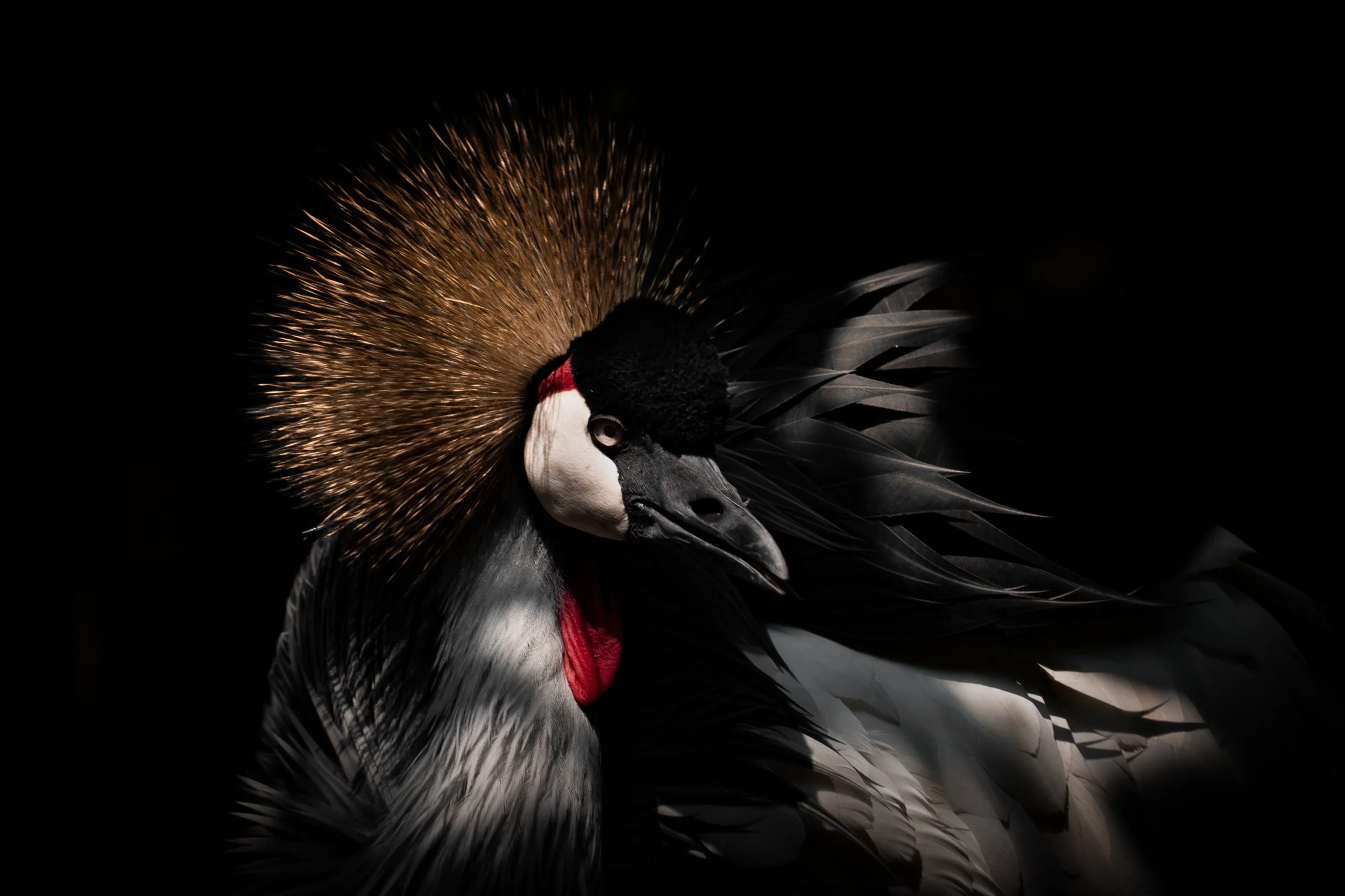 Fotografía de Naturaleza - Pizza Play 11.jpg