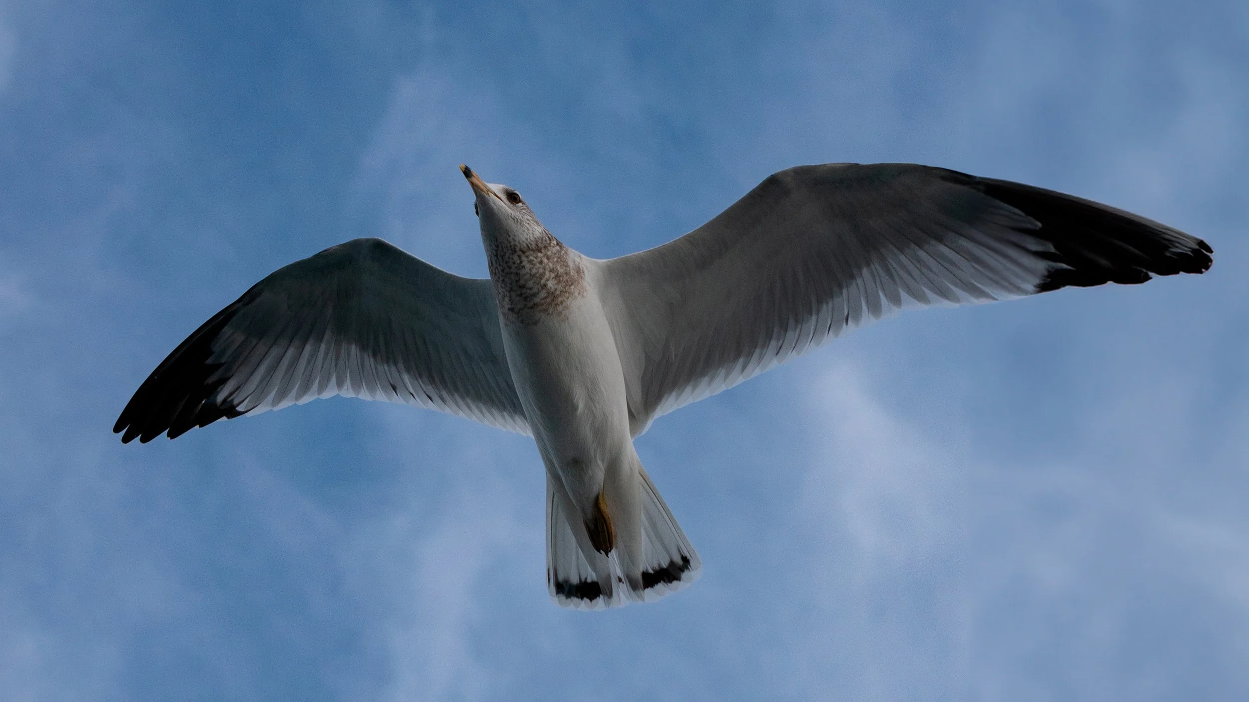 Fotografía de Naturaleza -Pizza Play 03.jpg
