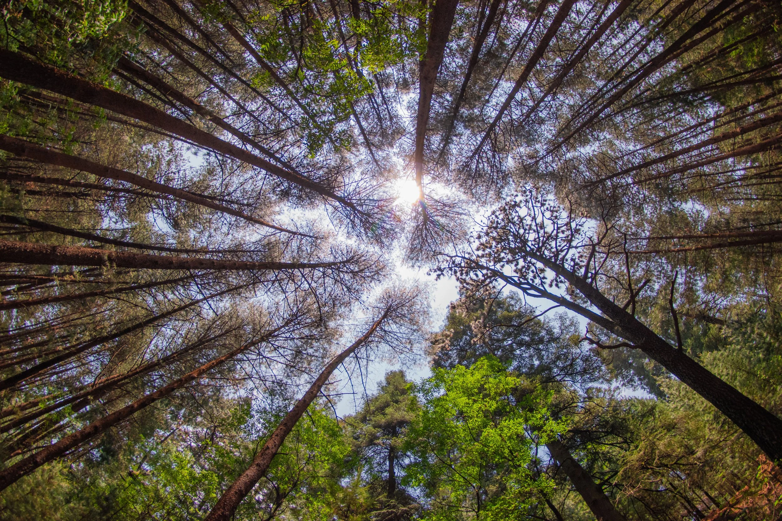 Fotografía de Naturaleza - Pizza Play 10.jpg