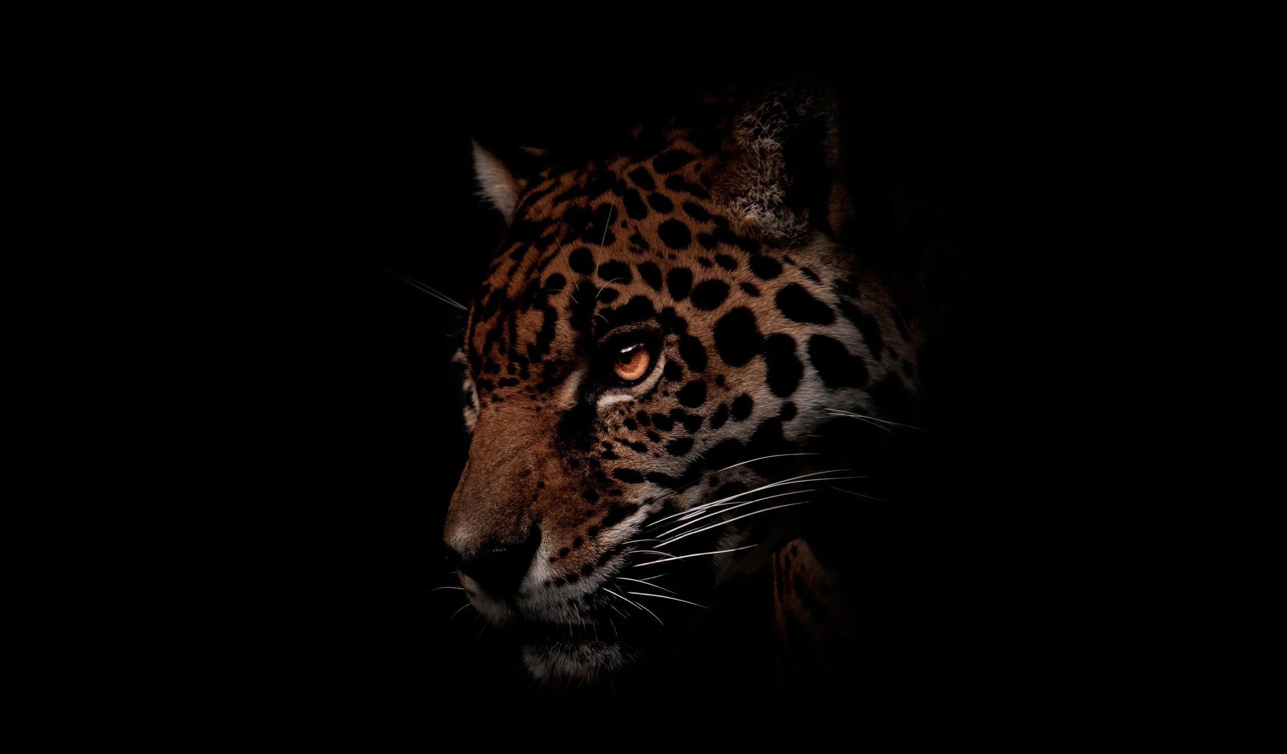 Fotografía de Naturaleza - Pizza Play 01.jpg