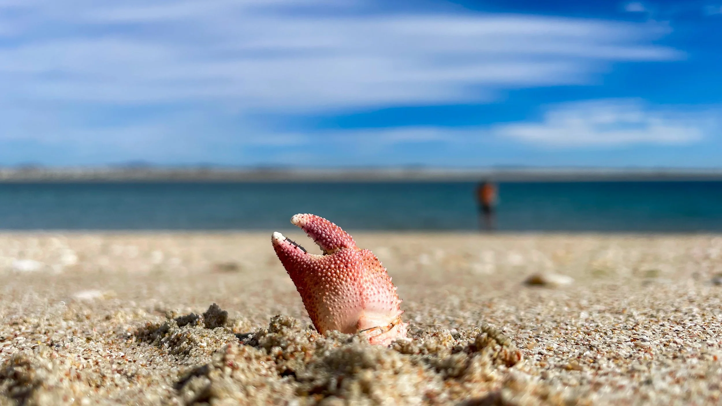 Fotografía de Naturaleza - Pizza Play 07.jpg