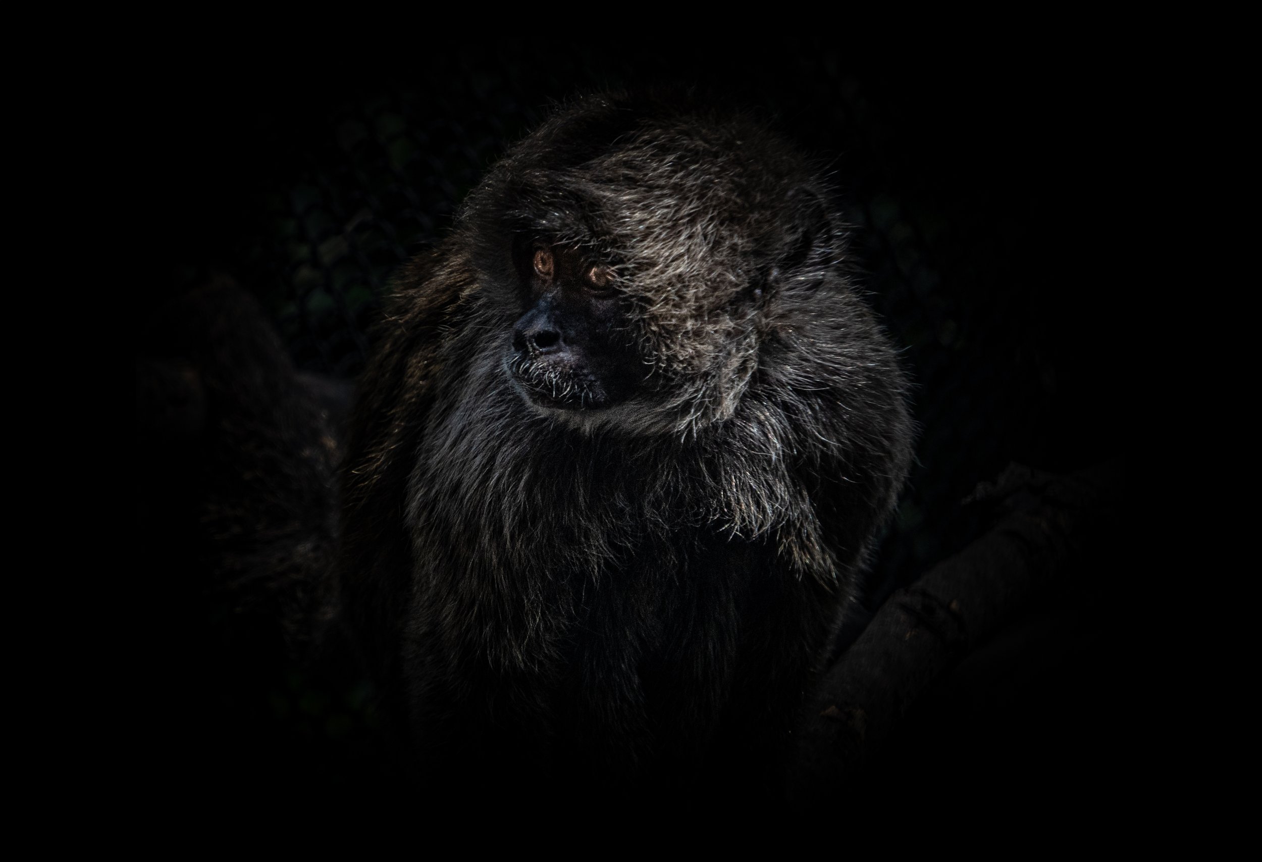 Fotografía de Naturaleza - Pizza Play 08.jpg