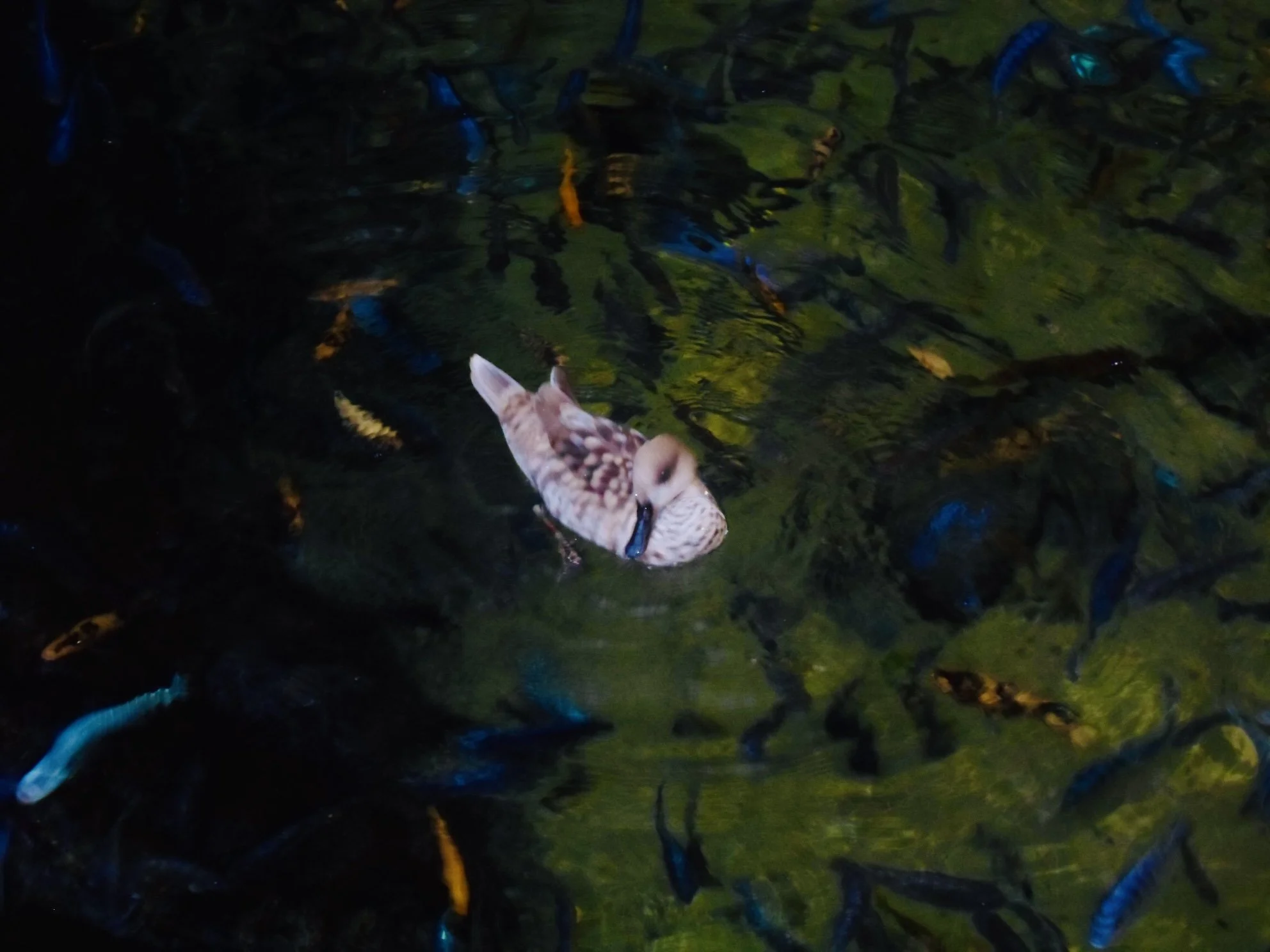 A duck swimming in a pond with a school of small blue and yellow fish beneath the water surface.