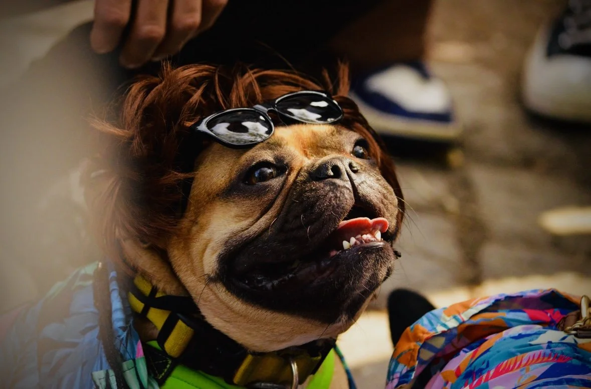 tompkins square dog parade (2025)
