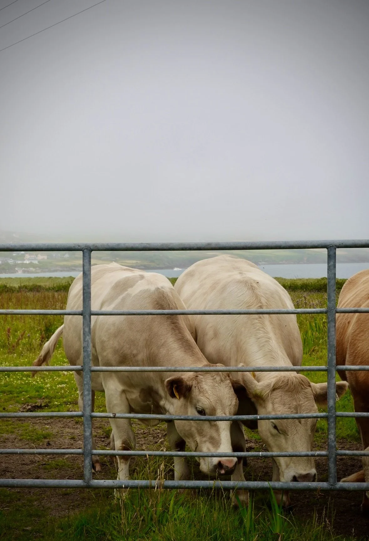 Dingle, Ireland (2026)