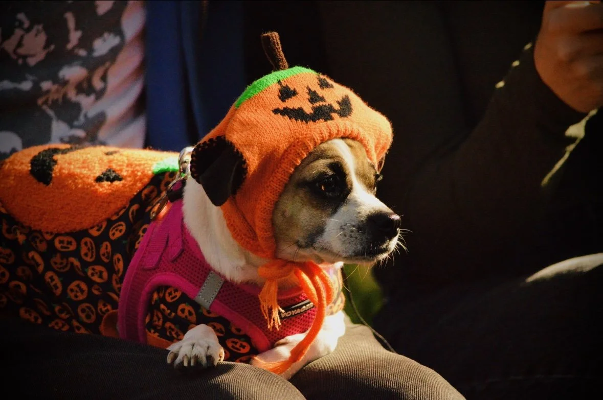 tompkins square dog parade (2025)