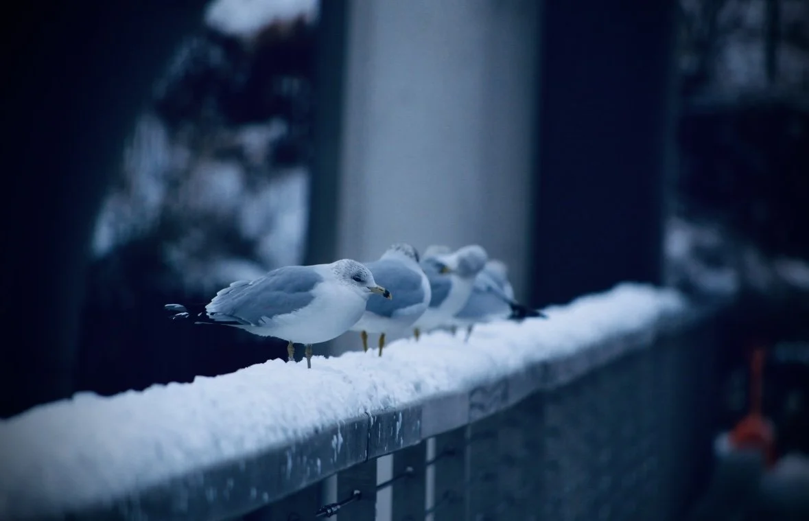 Four seagulls standing on a snow-covered railing outside during the daytime, with a blurred background of trees and buildings.